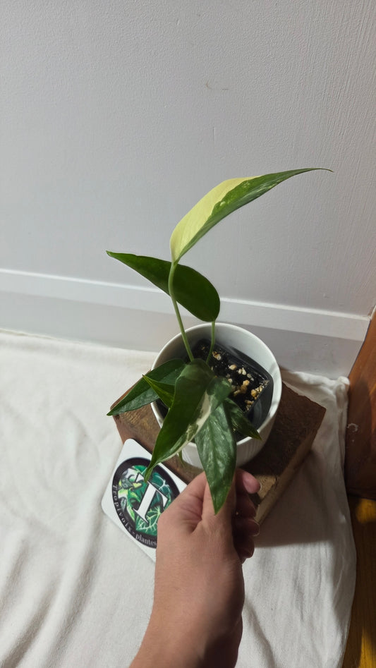 Epipremnum pinnatum Albo (EPI-195)