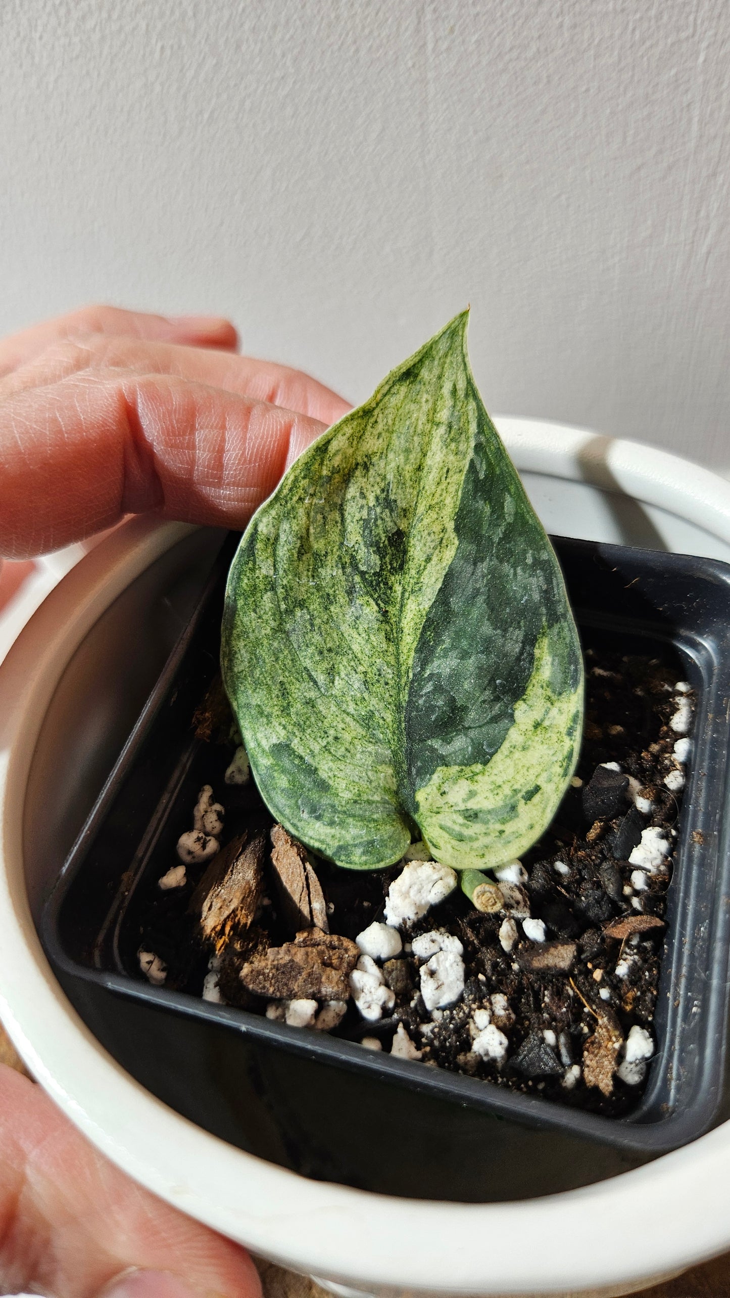 Scindapsus Silver Cloud mutation (SCI-1091)