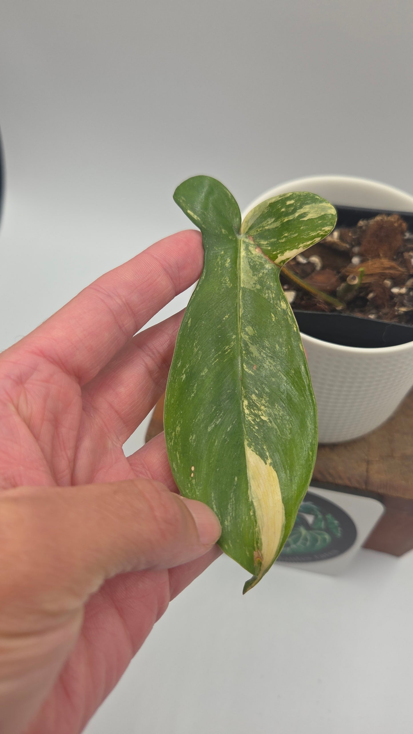 Philodendron Florida Beauty (PHI-1061)