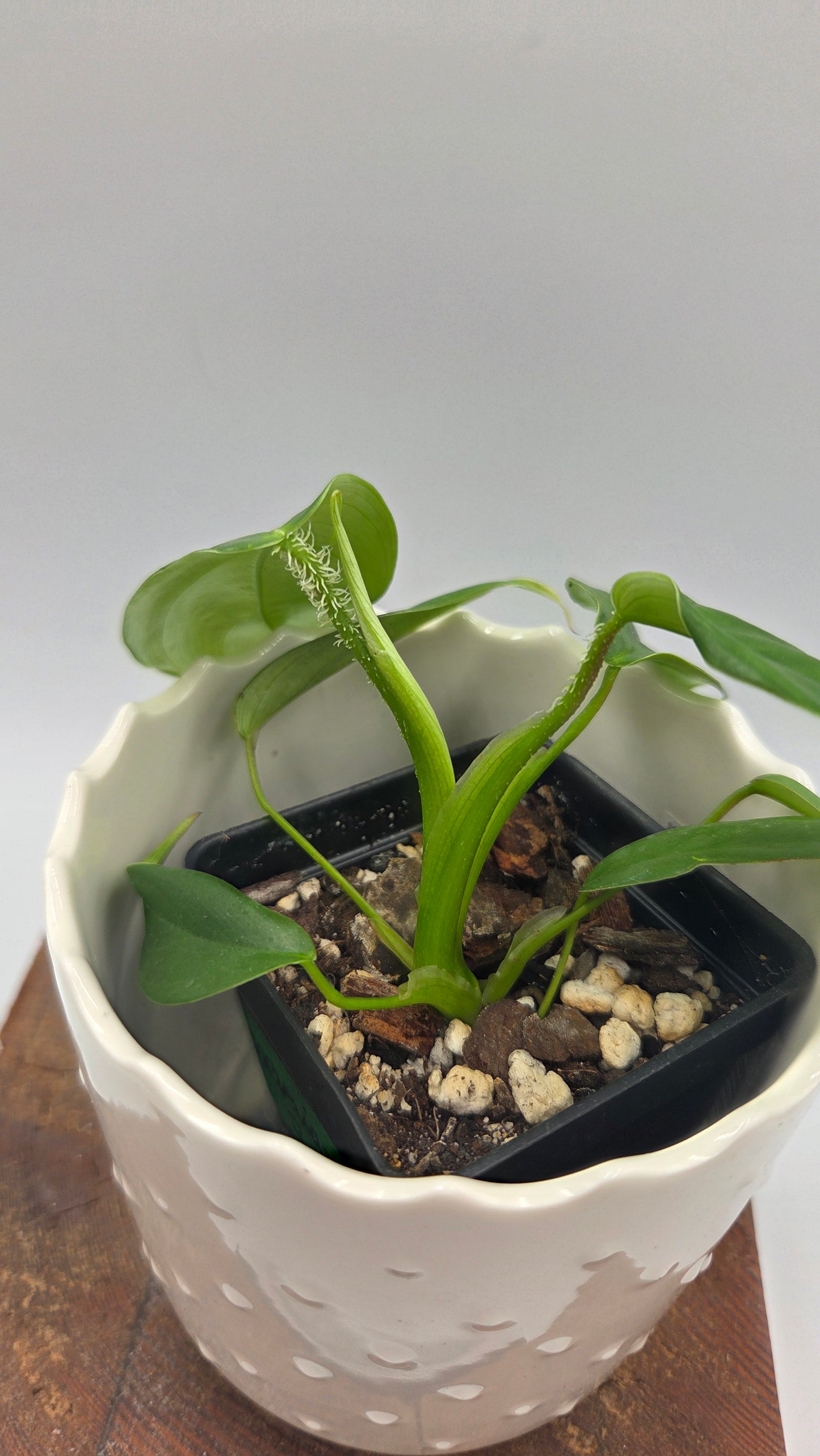 Philodendron Genevievianum (PHI-1045)