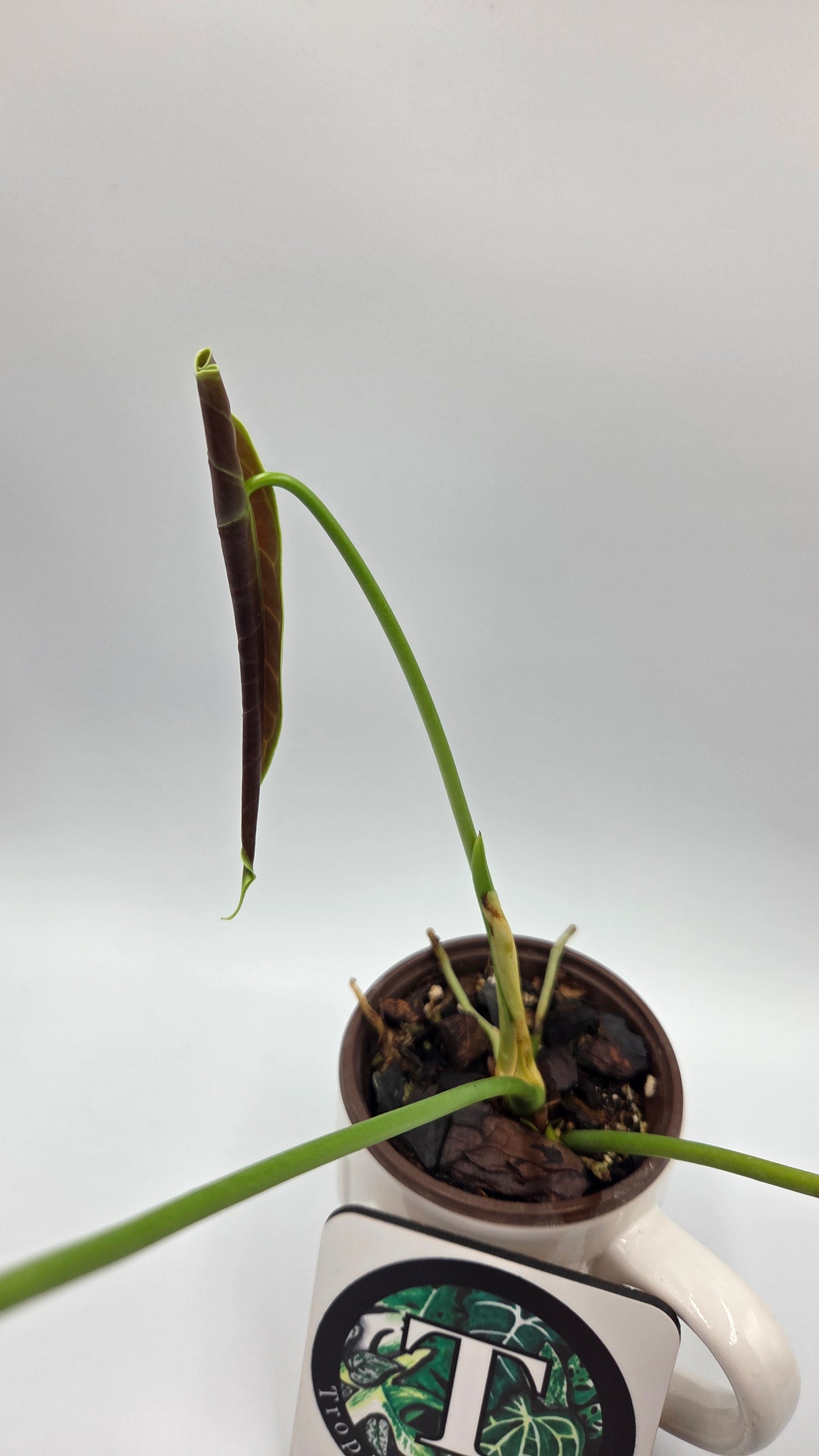 Anthurium Esmeraldense Blood "format LARGE" (ANT-397)