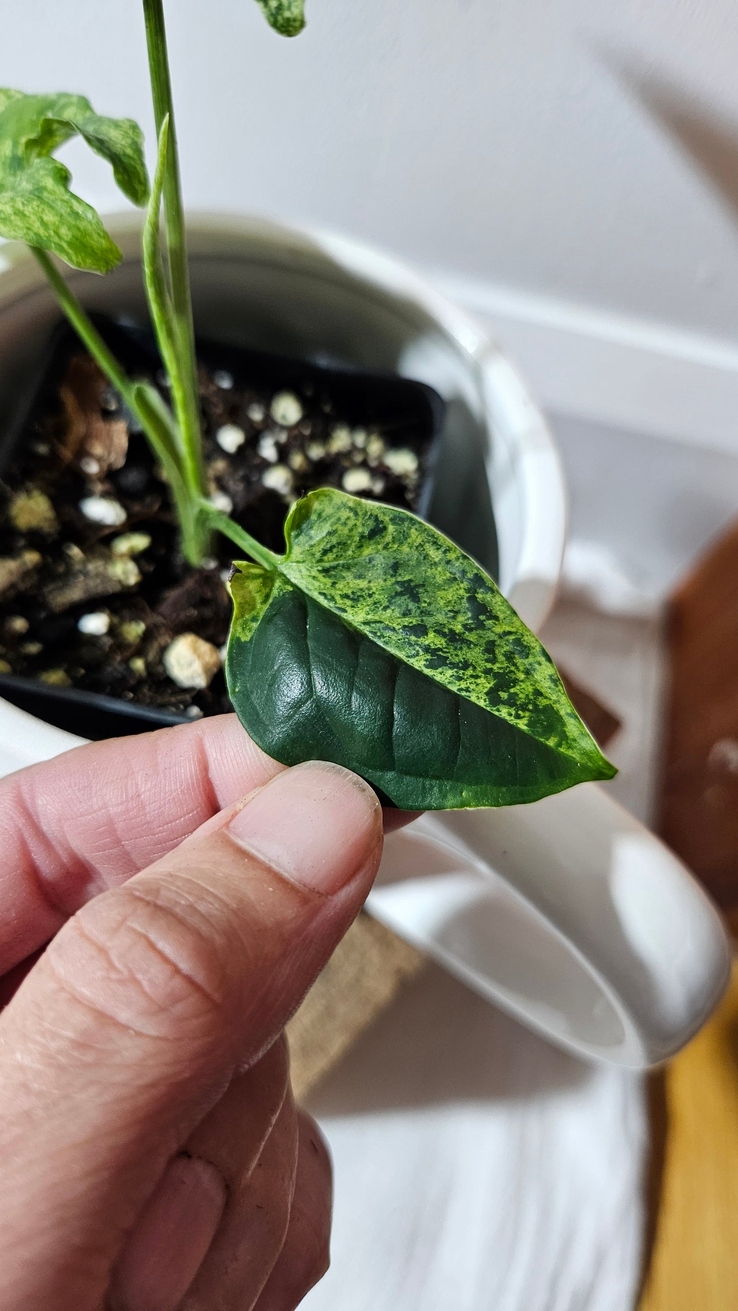 Syngonium Mojito (SYN-462)