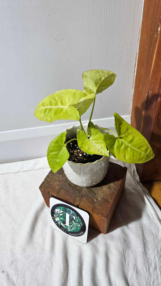 Syngonium Lime Soda Variegata (SYN-439)