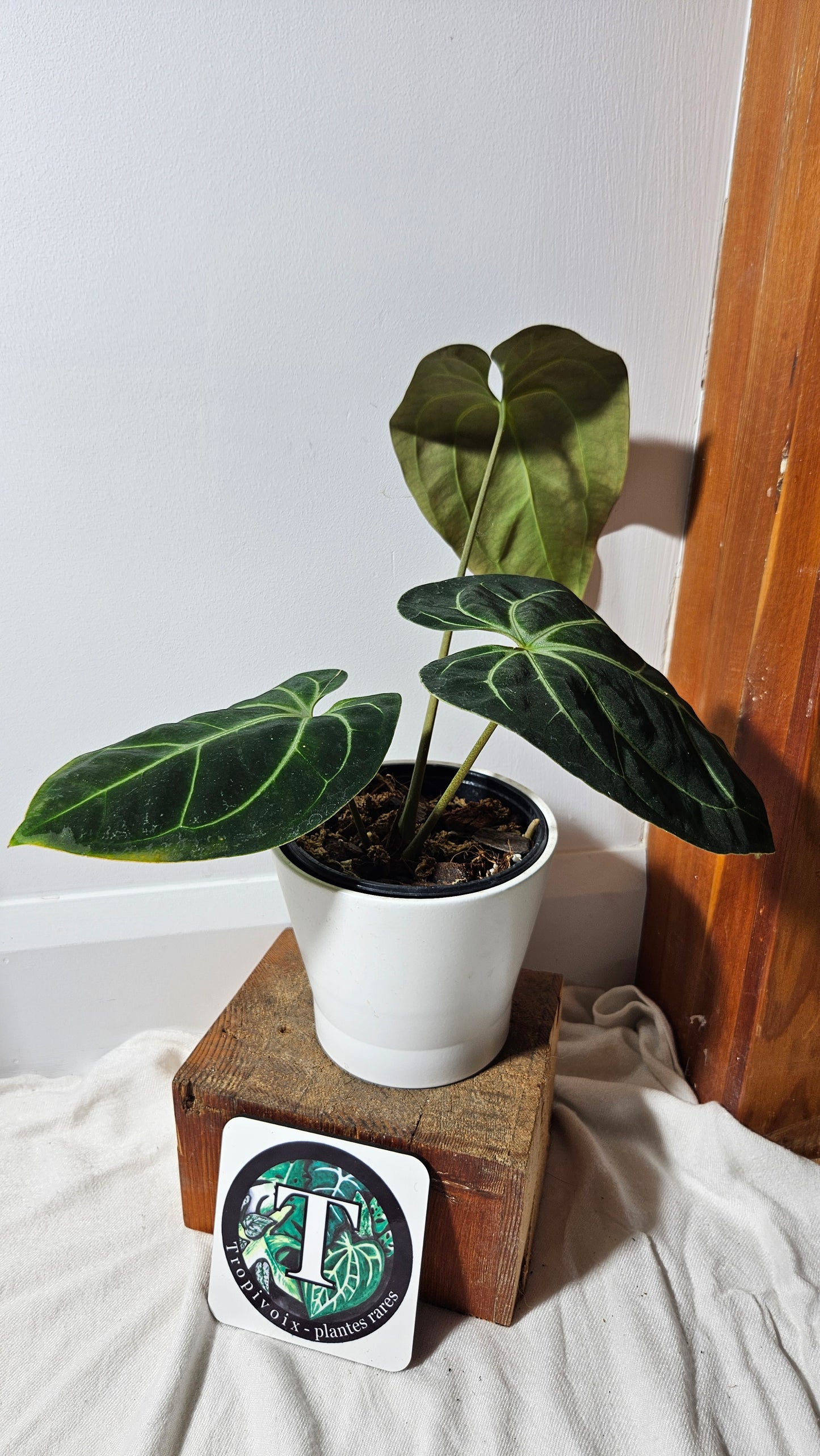 Anthurium Besseae Aff Super Round "Format MOYEN" (ANT-207)