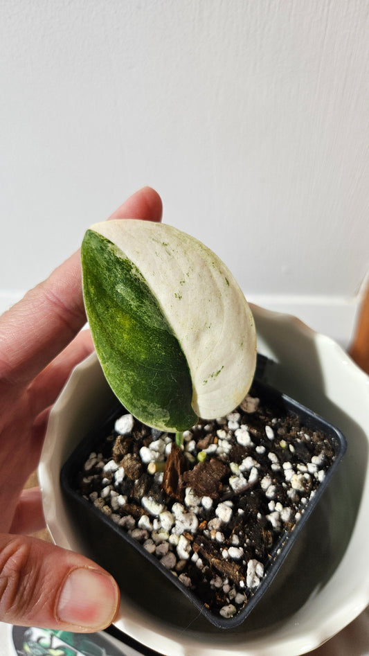 Scindapsus Silver Splash "Halfmoon" Variegata (SCI-1032)