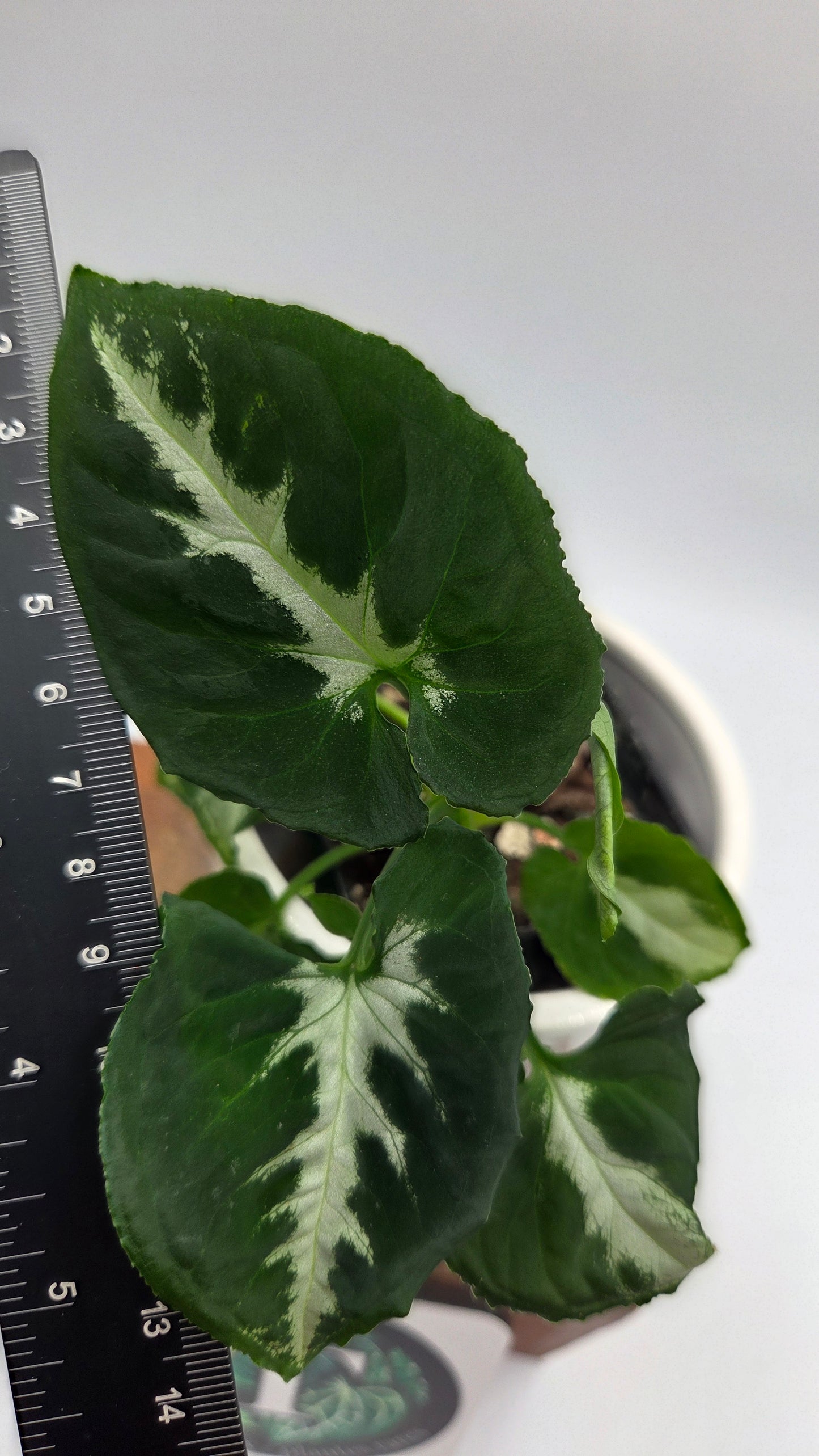 Syngonium Wendlandii "Southern Star"(SYN-523)
