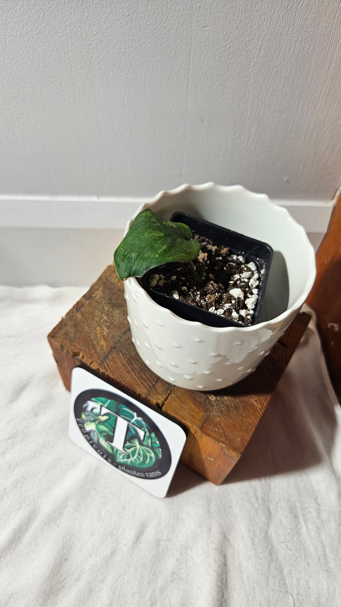 Scindapsus Silver Splash "Green on Green" (SCI-738)