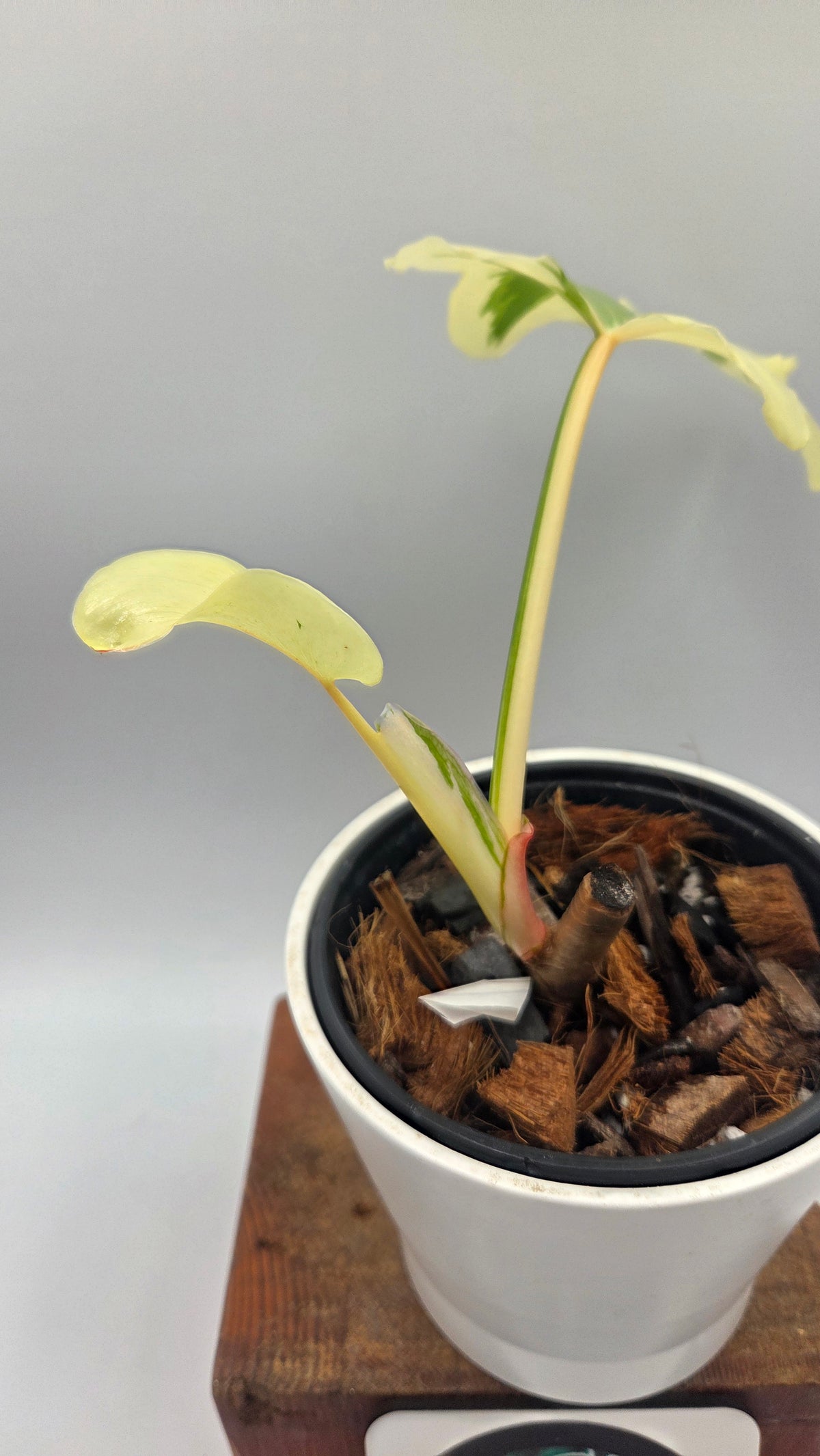 Philodendron Golden Dragon Variegata (PHI-1086)