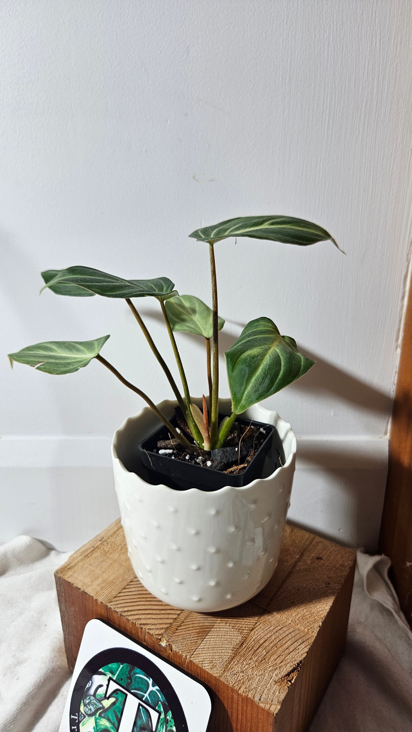 Philodendron Gloriosum White (PHI-675)