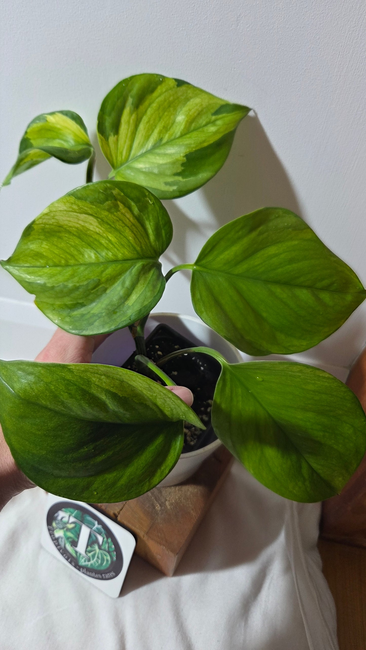 Epipremnum Aureum Manjula yellow/Olivia/Mint (EPI-237)