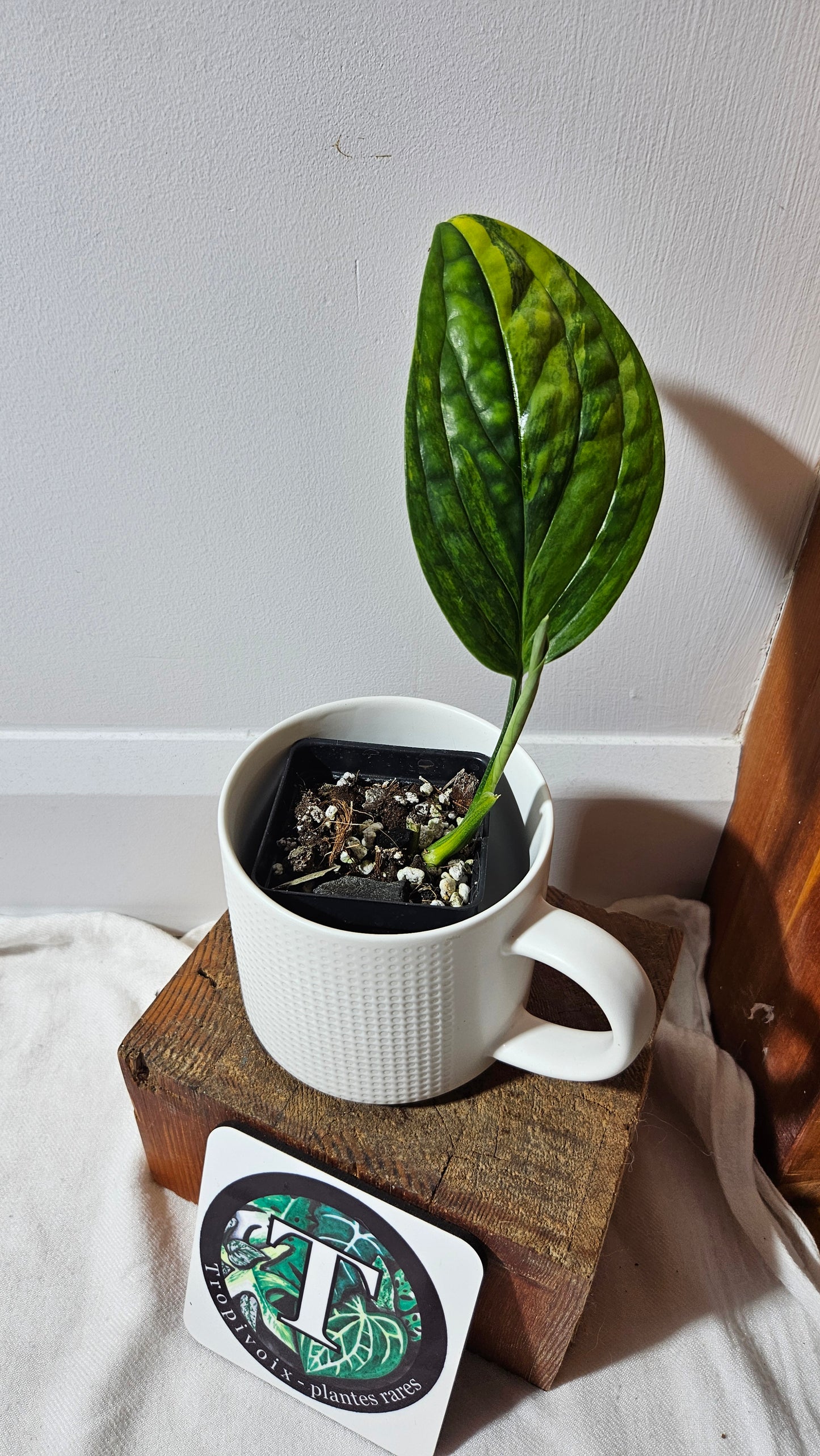 Monstera Karstenianum/Peru Variegata (MON-465)