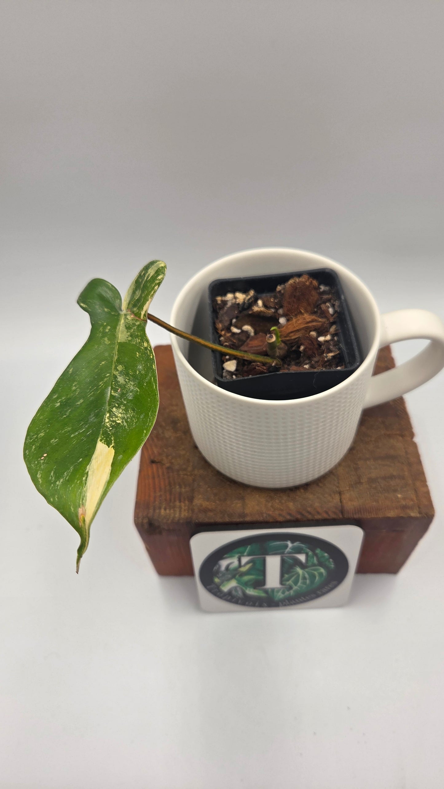 Philodendron Florida Beauty (PHI-1061)