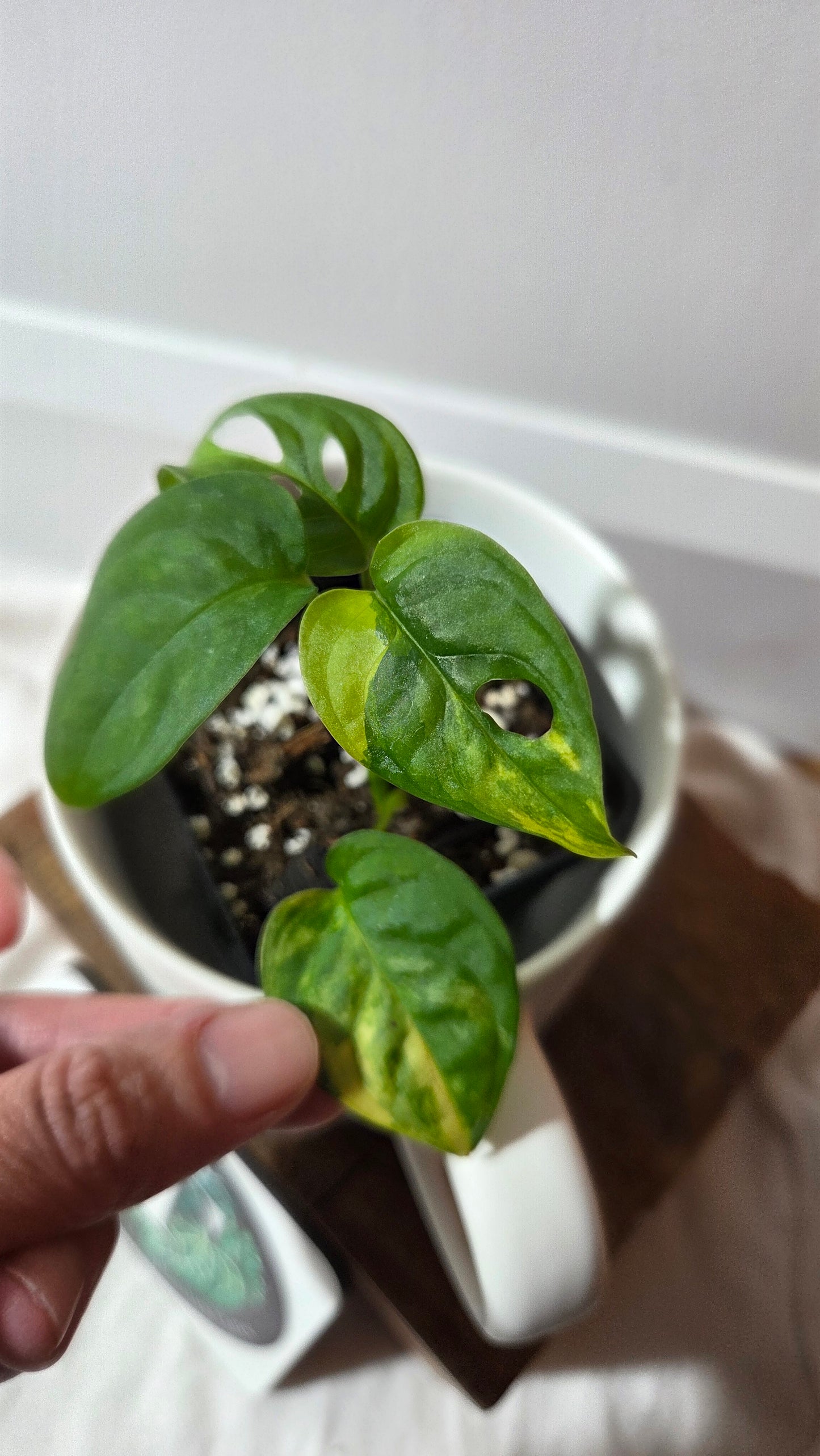 Monstera Andasonii Aurea (MON-496)