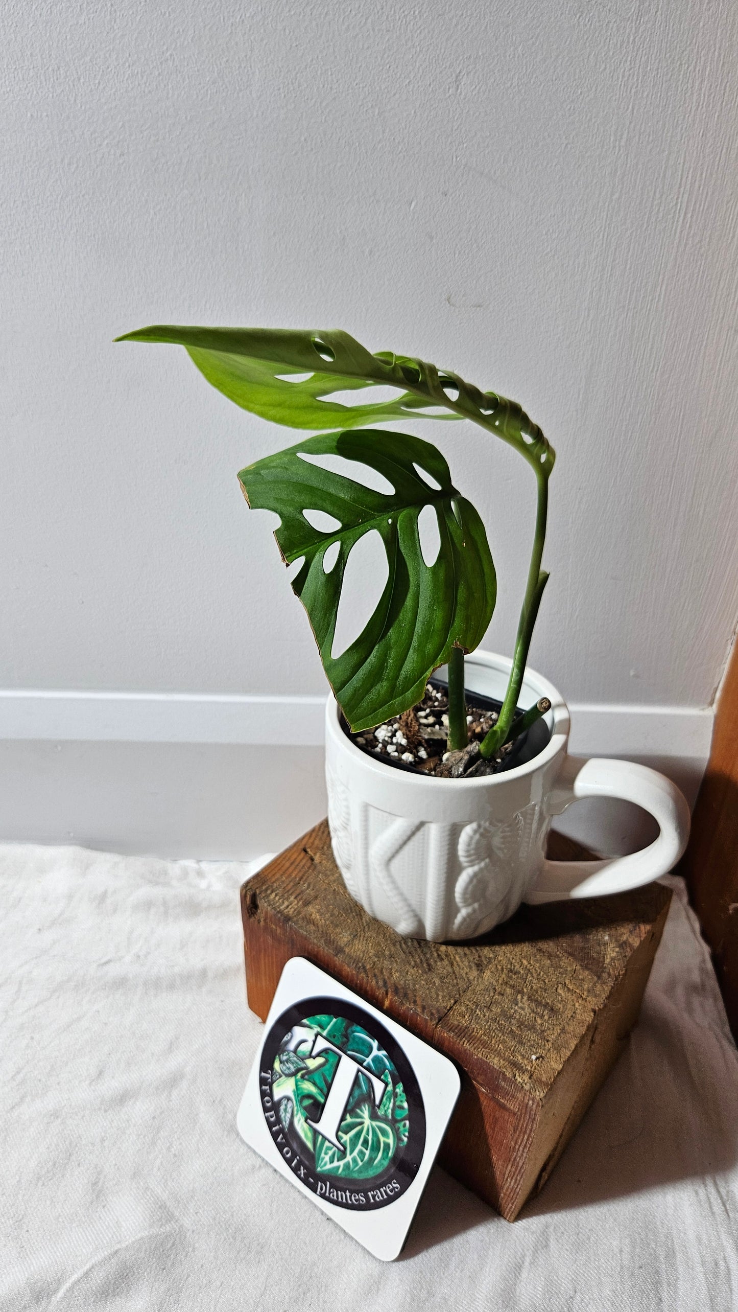 Monstera Esqueletto (MON-479)