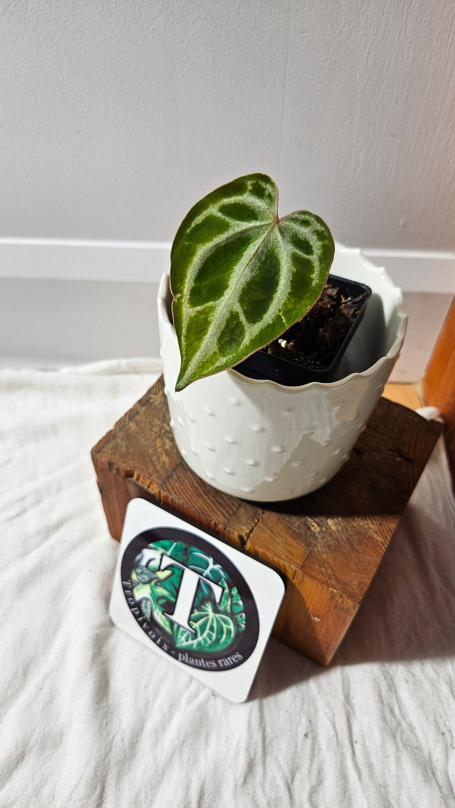 Anthurium Domino Hybrid "format PETIT" (ANT-622)