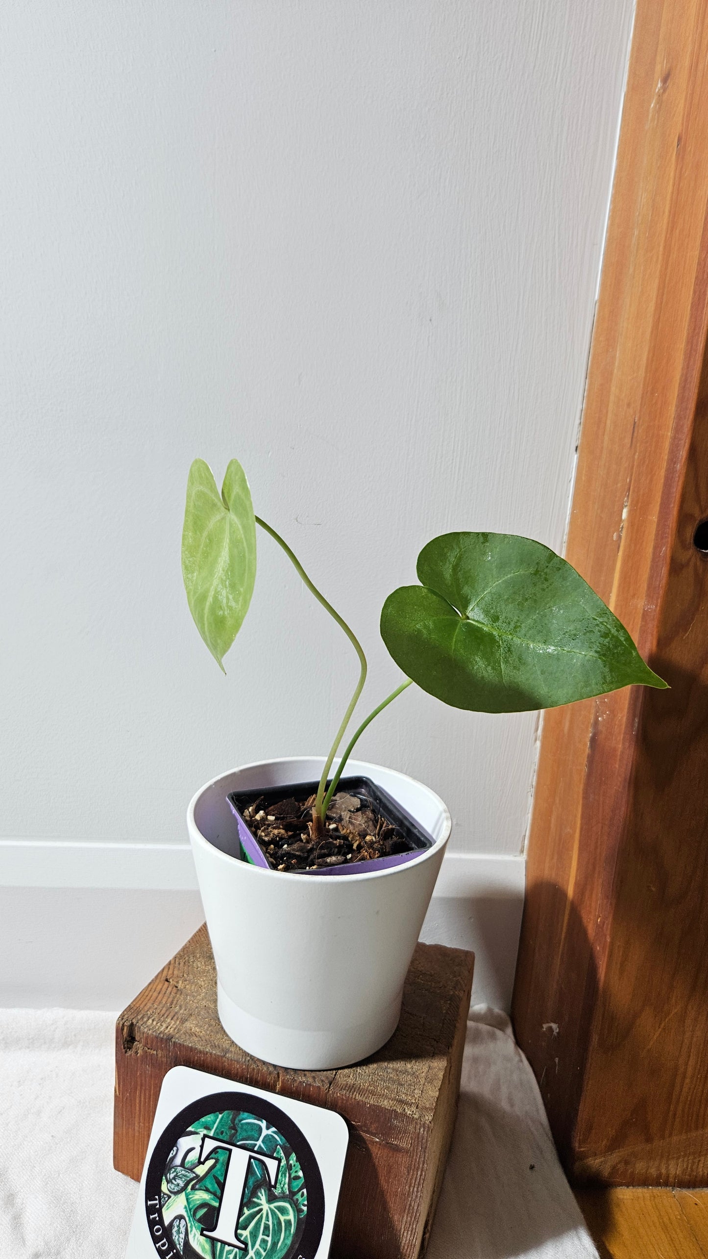 Anthurium Clarinervium X Jarii "format MOYEN" (ANT-551)