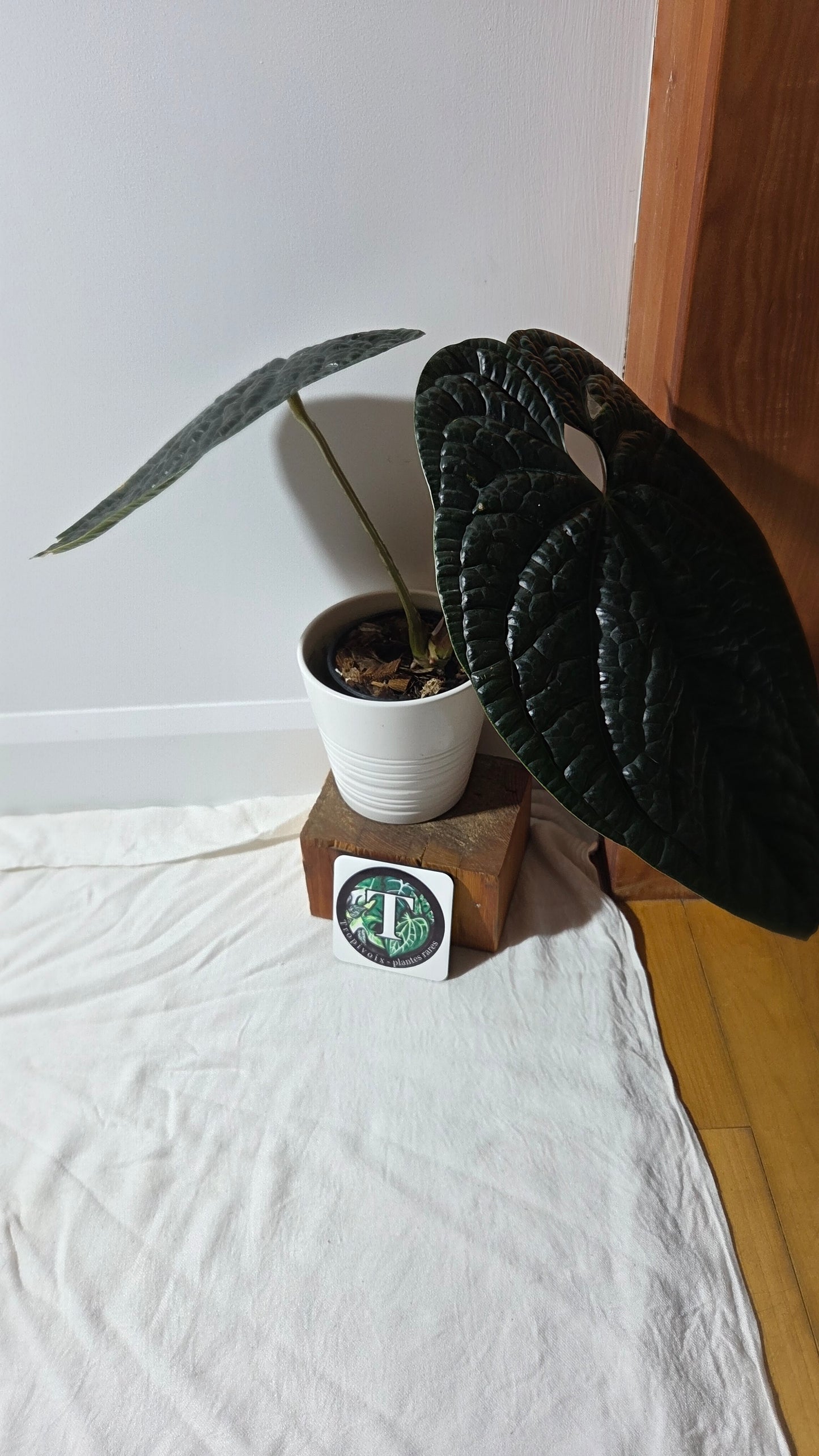 Anthurium Luxurians Dark  "format XLARGE" (ANT-644)