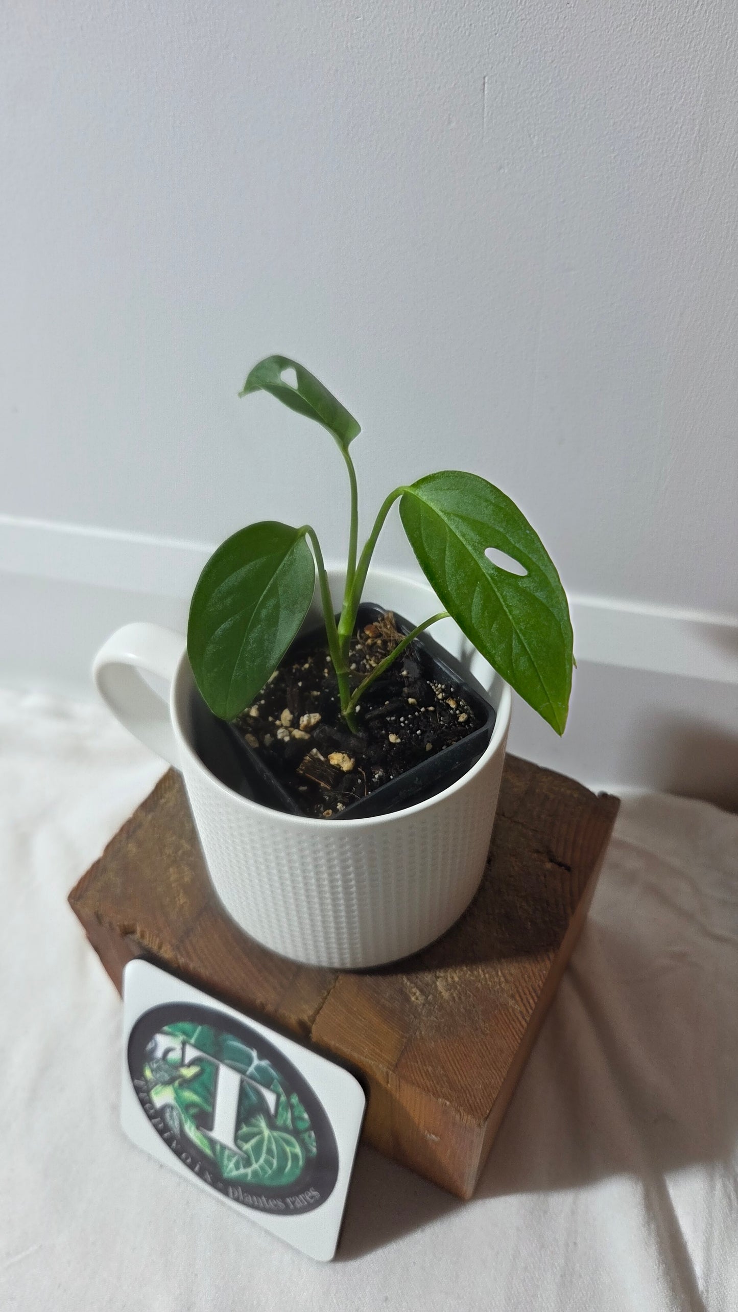 Monstera Obliqua Aff Napo (MON-534)