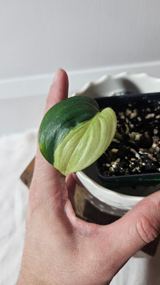 Scindapsus Blue Albo (SCI-947)