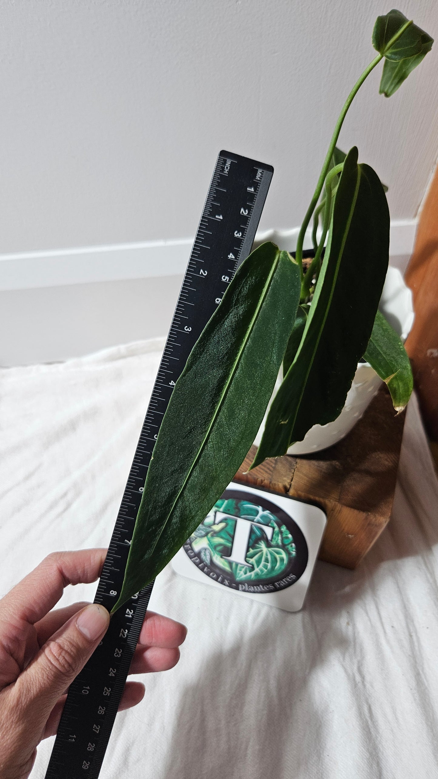 Anthurium Warocqueanum Dark "format MOYEN"(ANT-605)