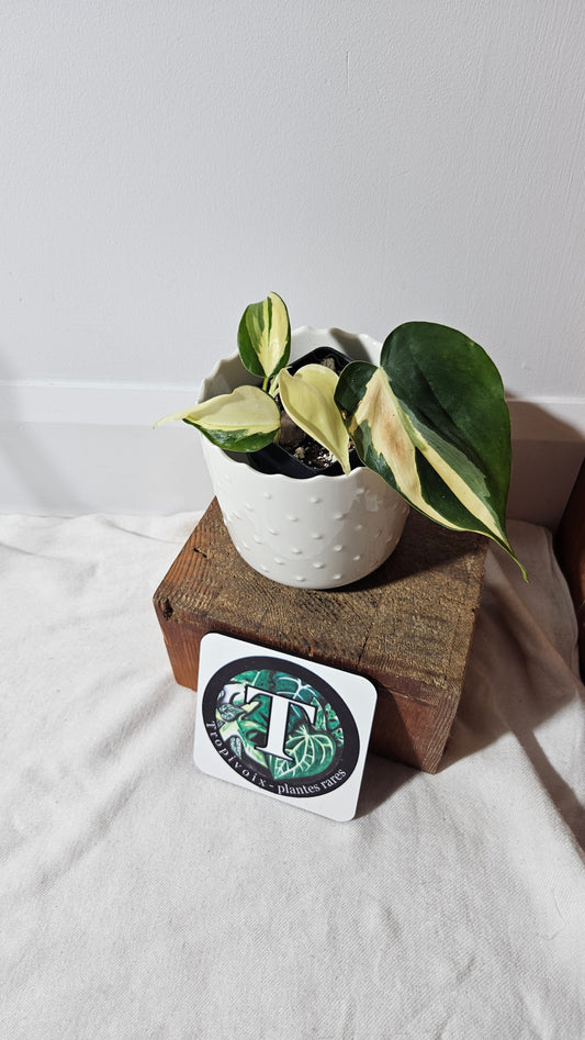 Philodendron Hederaceum Silver Stripe (PHI-735)