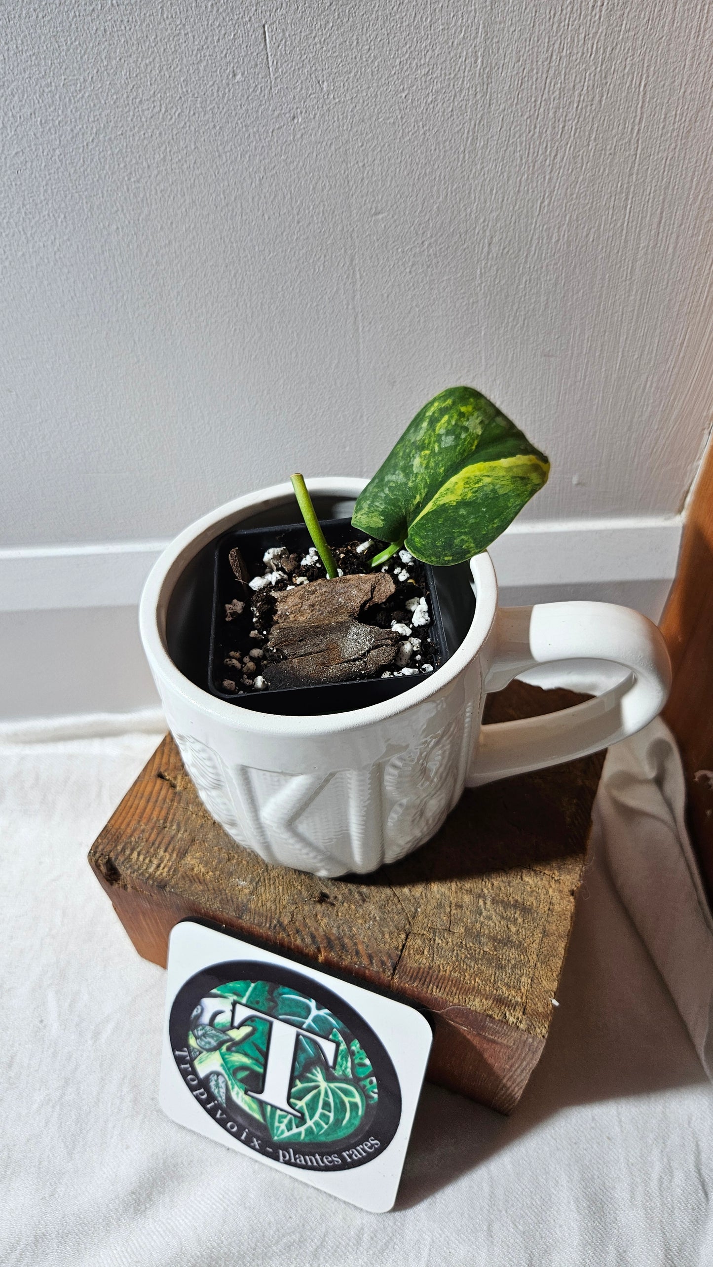 Scindapsus Swarnabhumi  (SCI-1081)