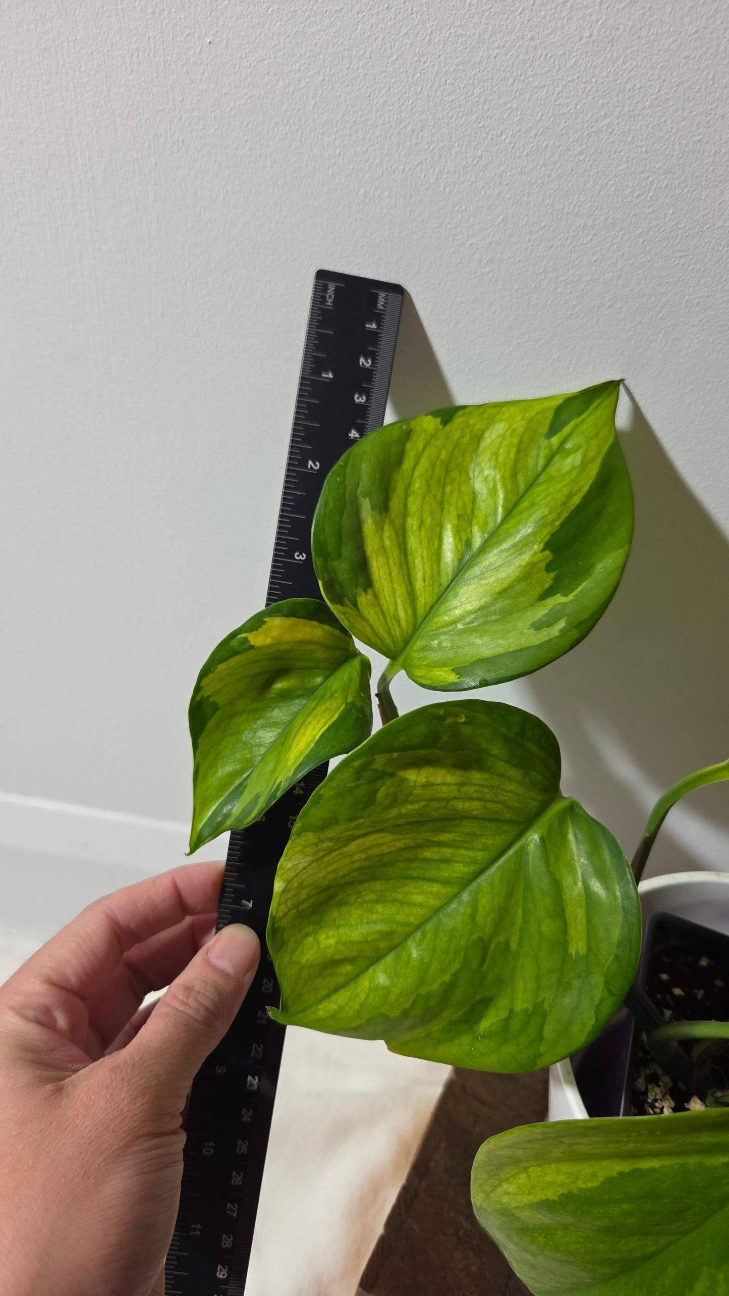 Epipremnum Aureum Manjula yellow/Olivia/Mint (EPI-237)