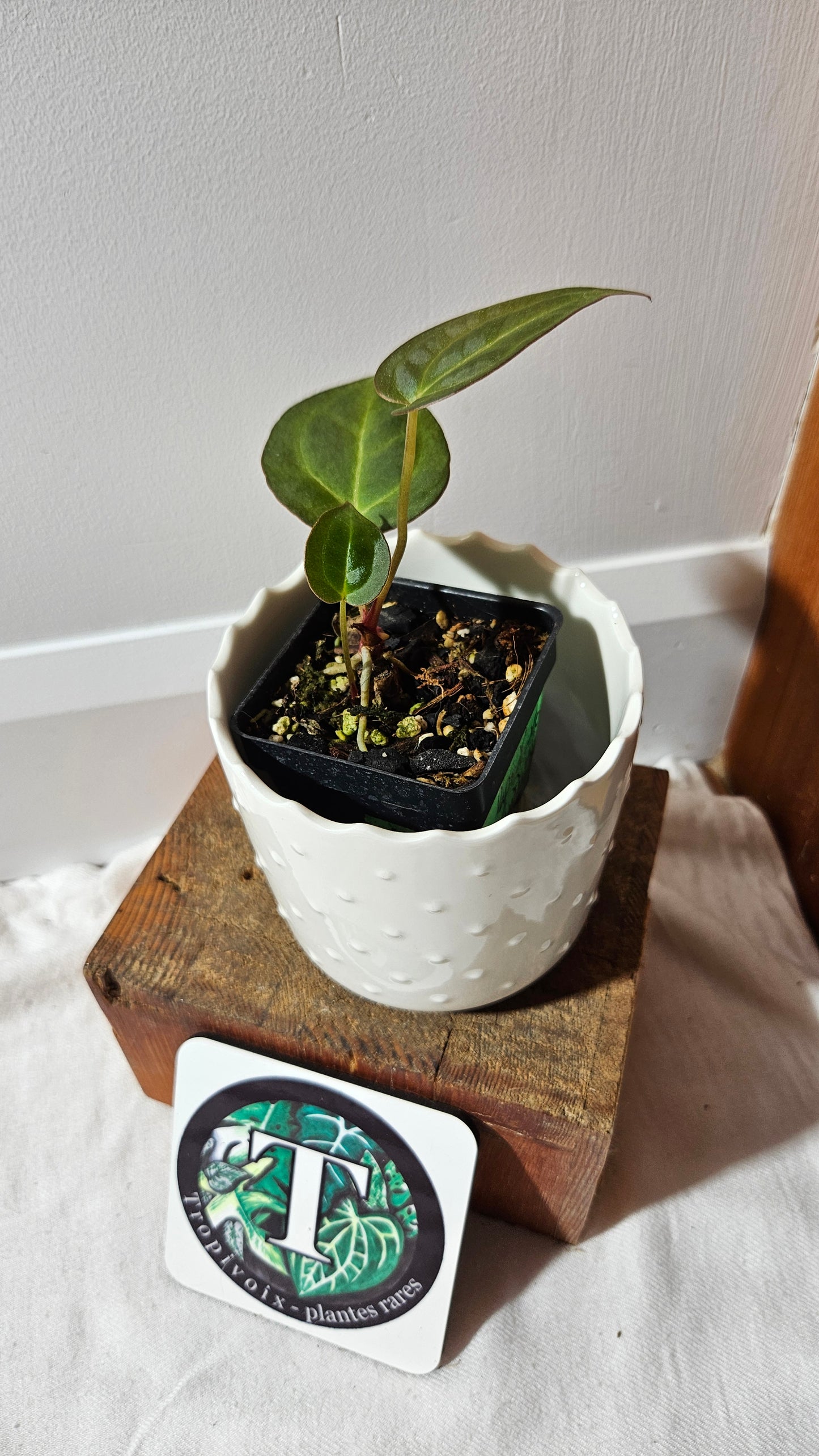 Anthurium  Blue Papillilaminum x Papillilaminum Xone "format PETIT" (ANT-519)