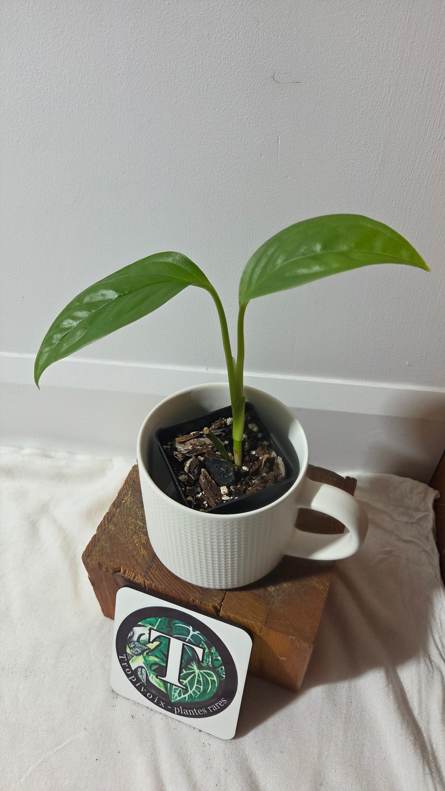 Monstera Obliqua Aff Calacali (MON-515)