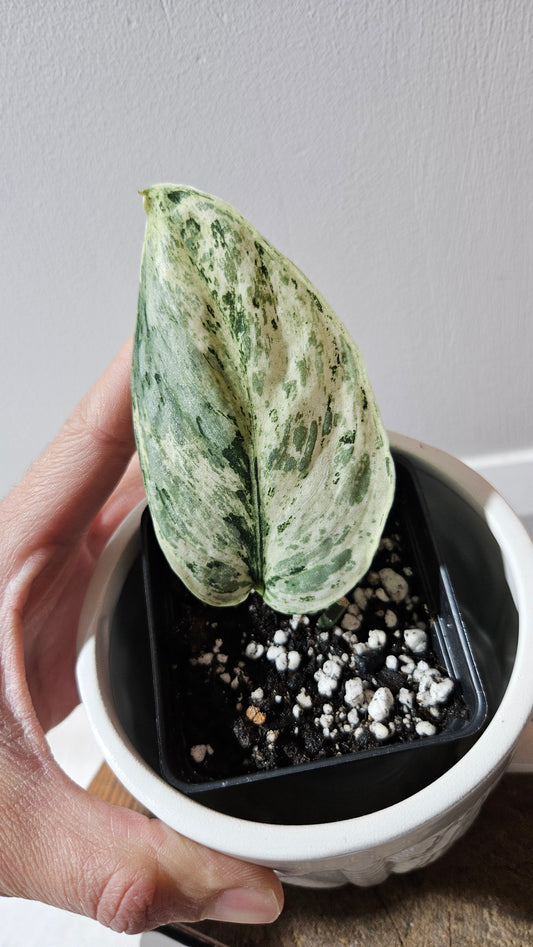 Scindapsus Peasun (SCI-1063)