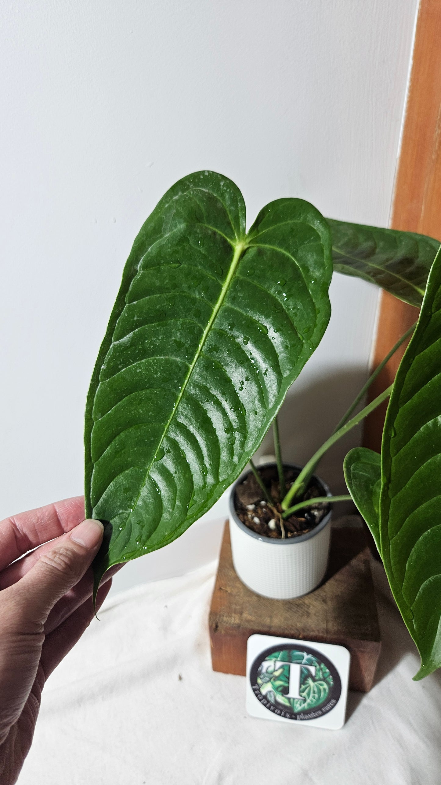 Anthurium Veitchii Narrow "format LARGE" (ANT-643)
