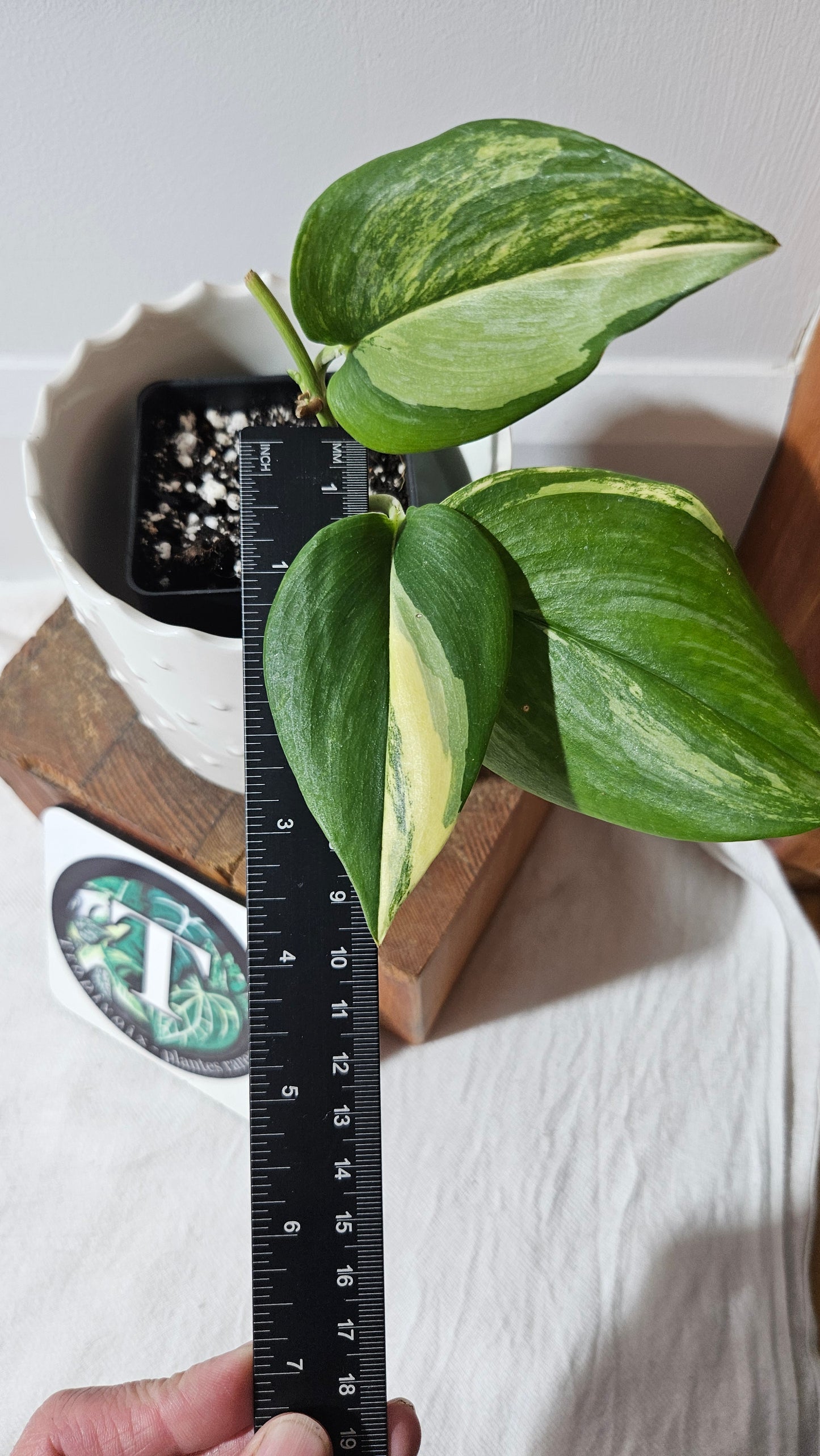 Scindapsus Rubicon (SCI-989)