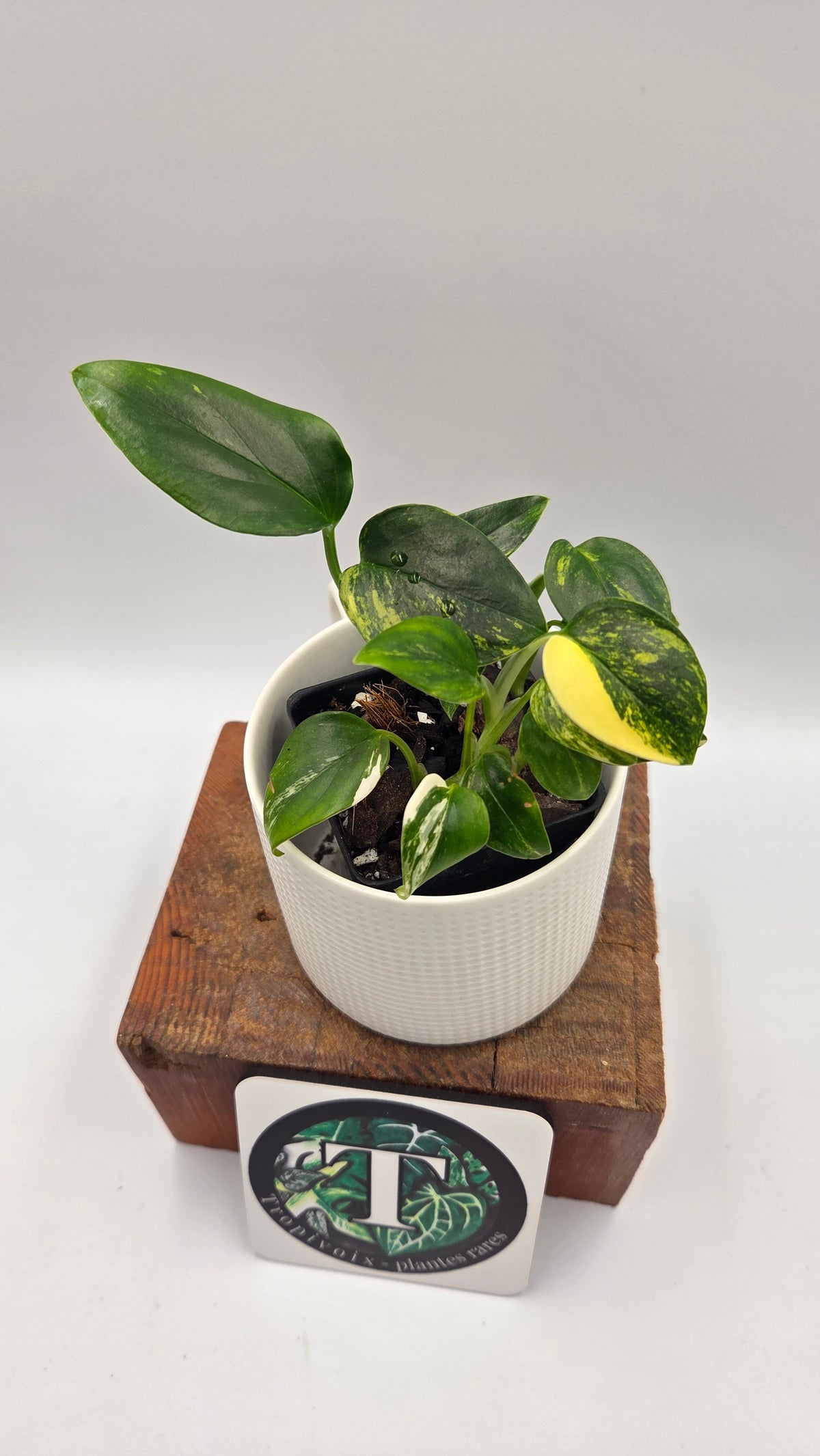 Monstera Standleyana Aurea (MON-584)