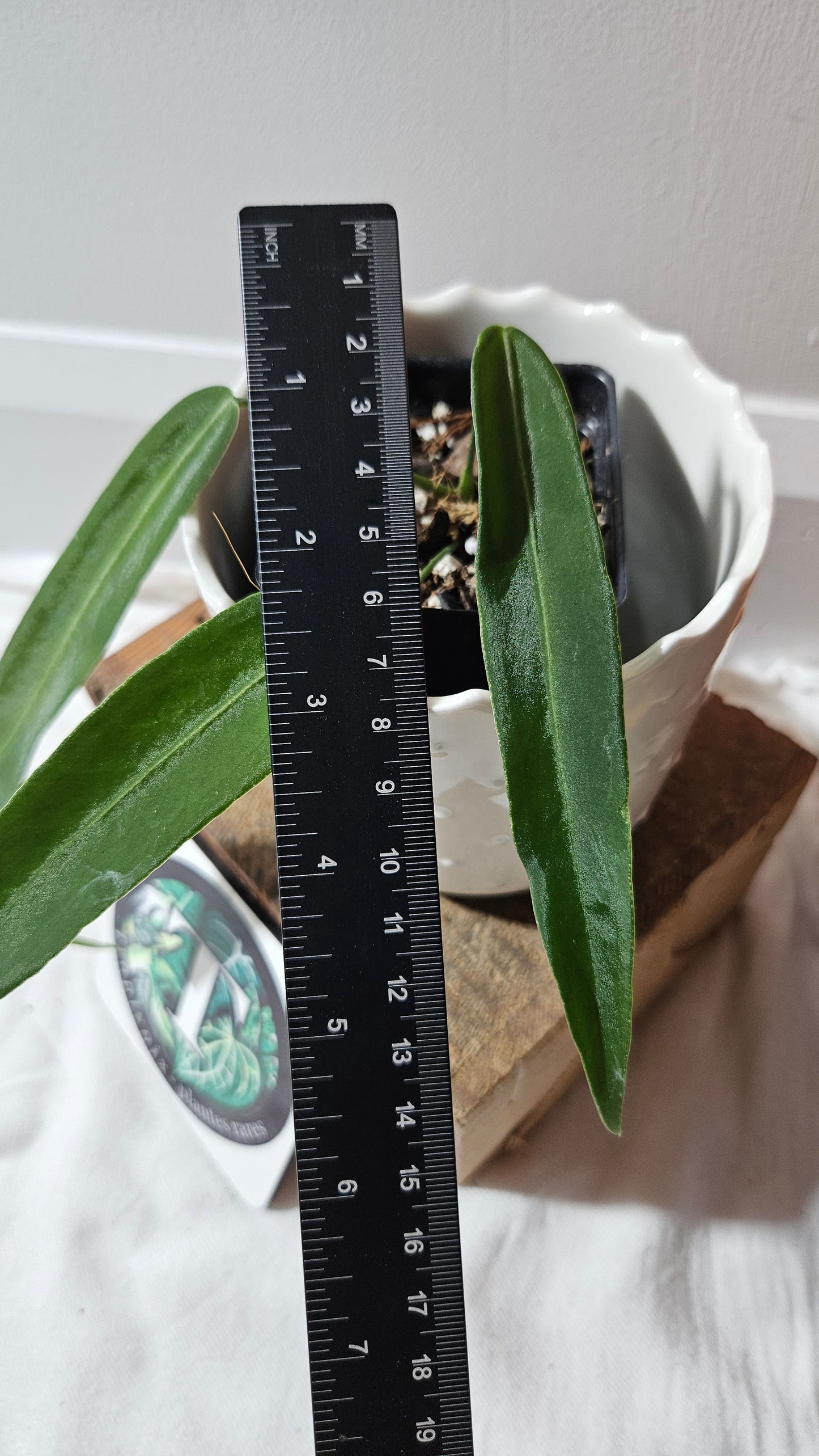 Anthurium Pallidiflorum Super Black "format MOYEN"(ANT-449)