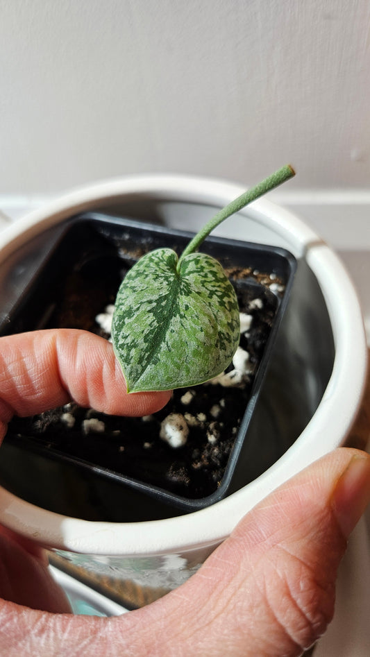 Scindapsus Tricolore silver Platinum (SCI-1119)