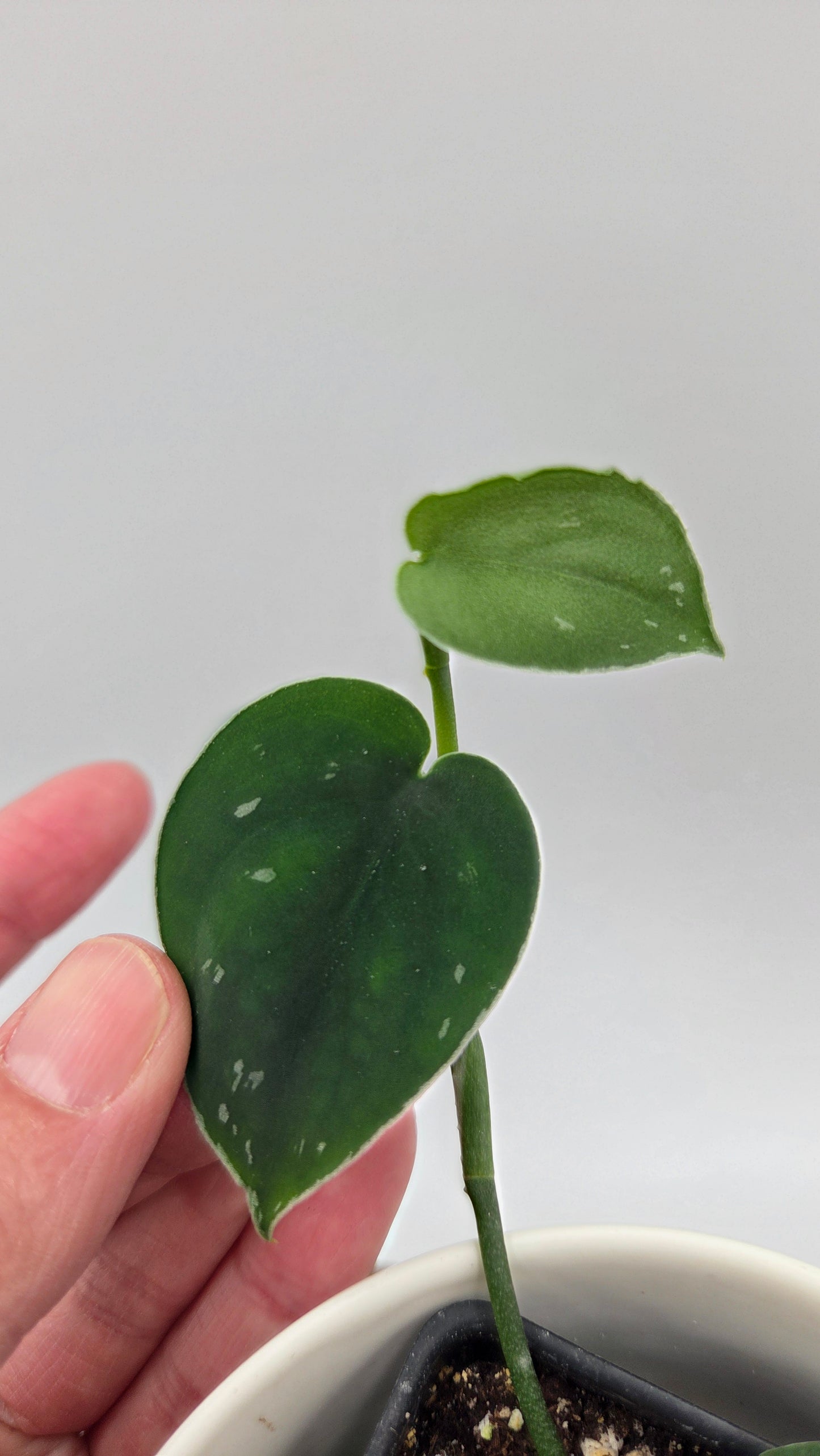 Scindapsus Black SP Bornéo (SCI-1444)