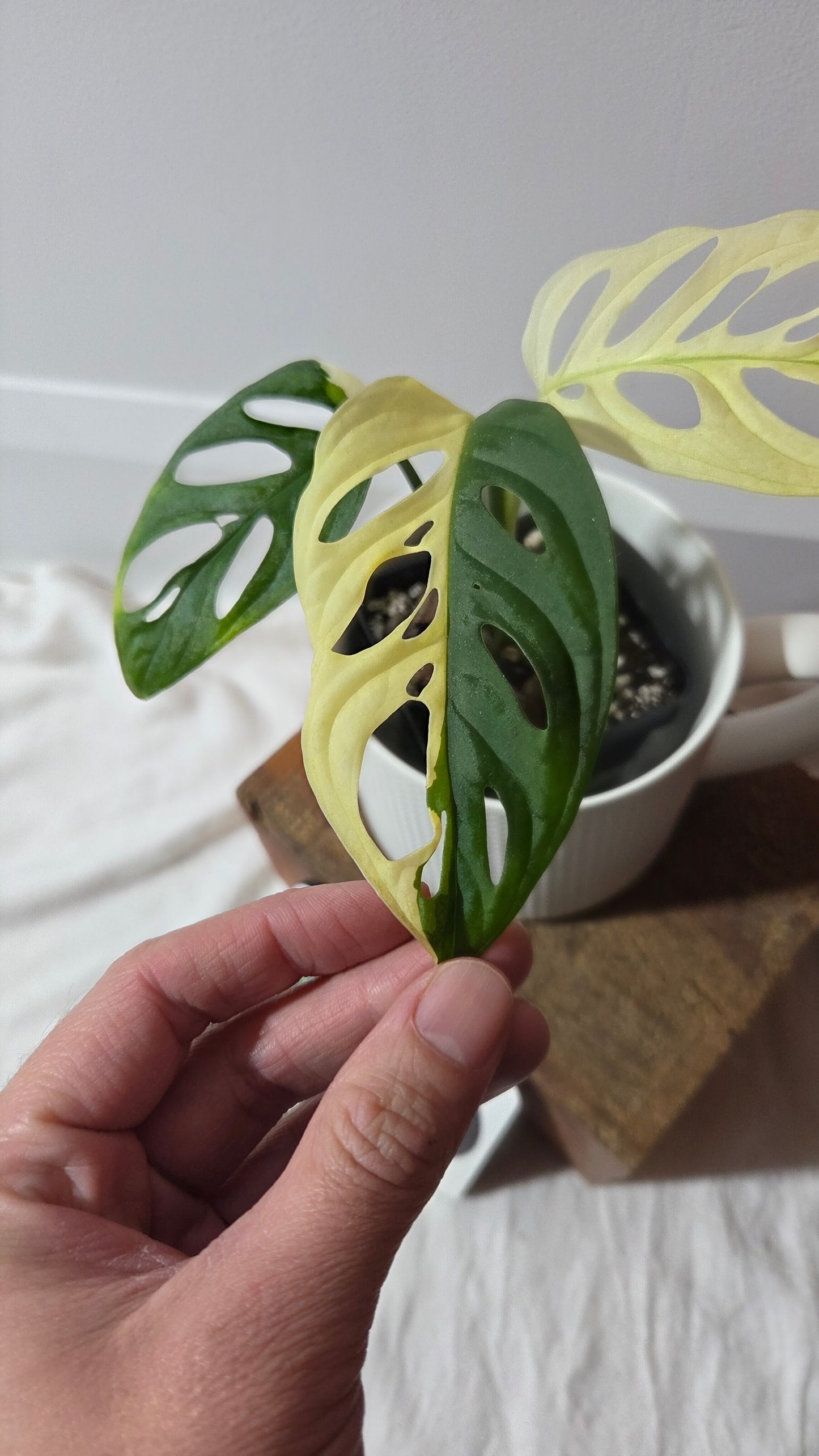 Monstera Andasonii Albo (MON-495)