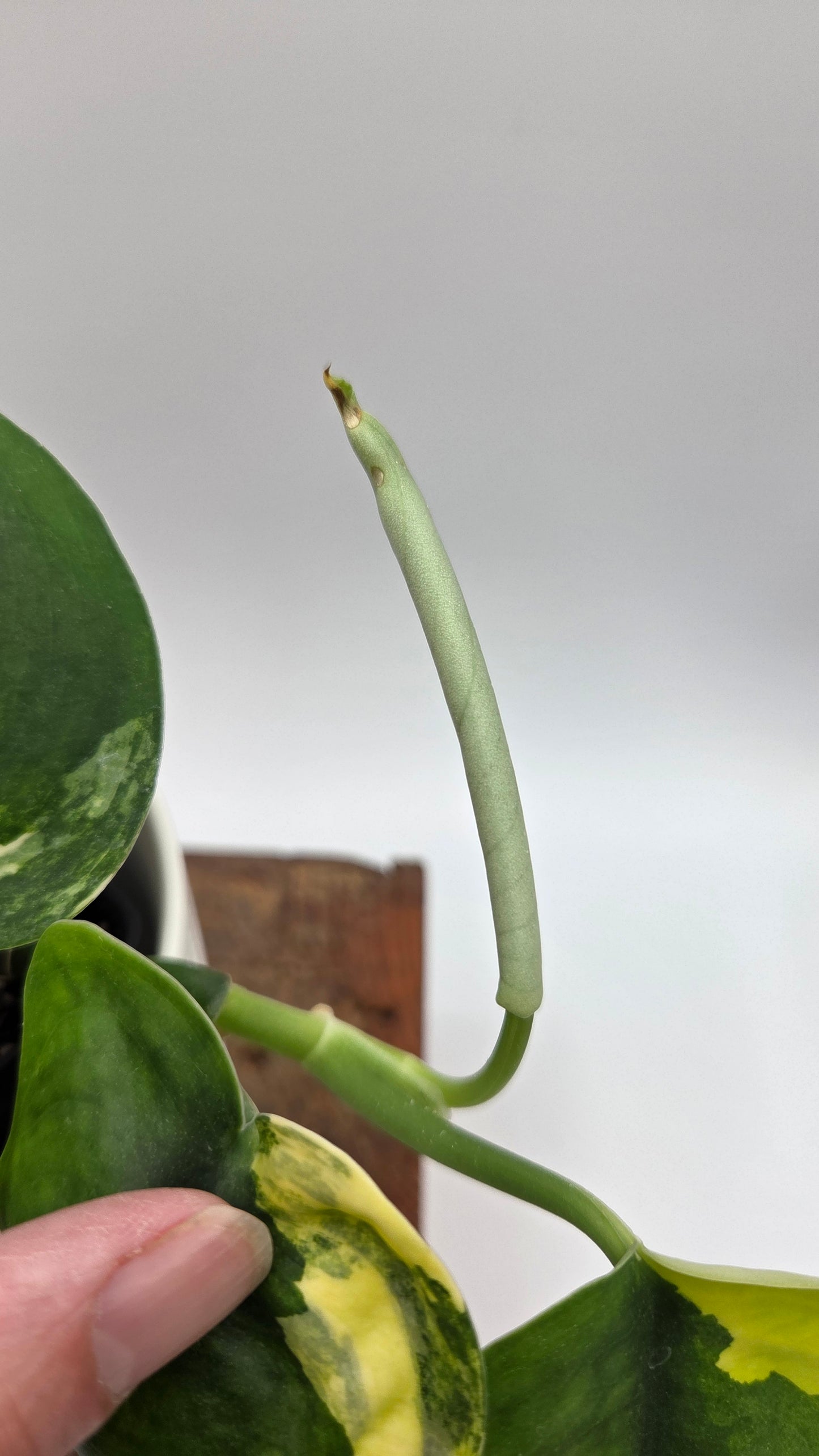 Scindapsus Jade Satin Aurea (SCI-487)
