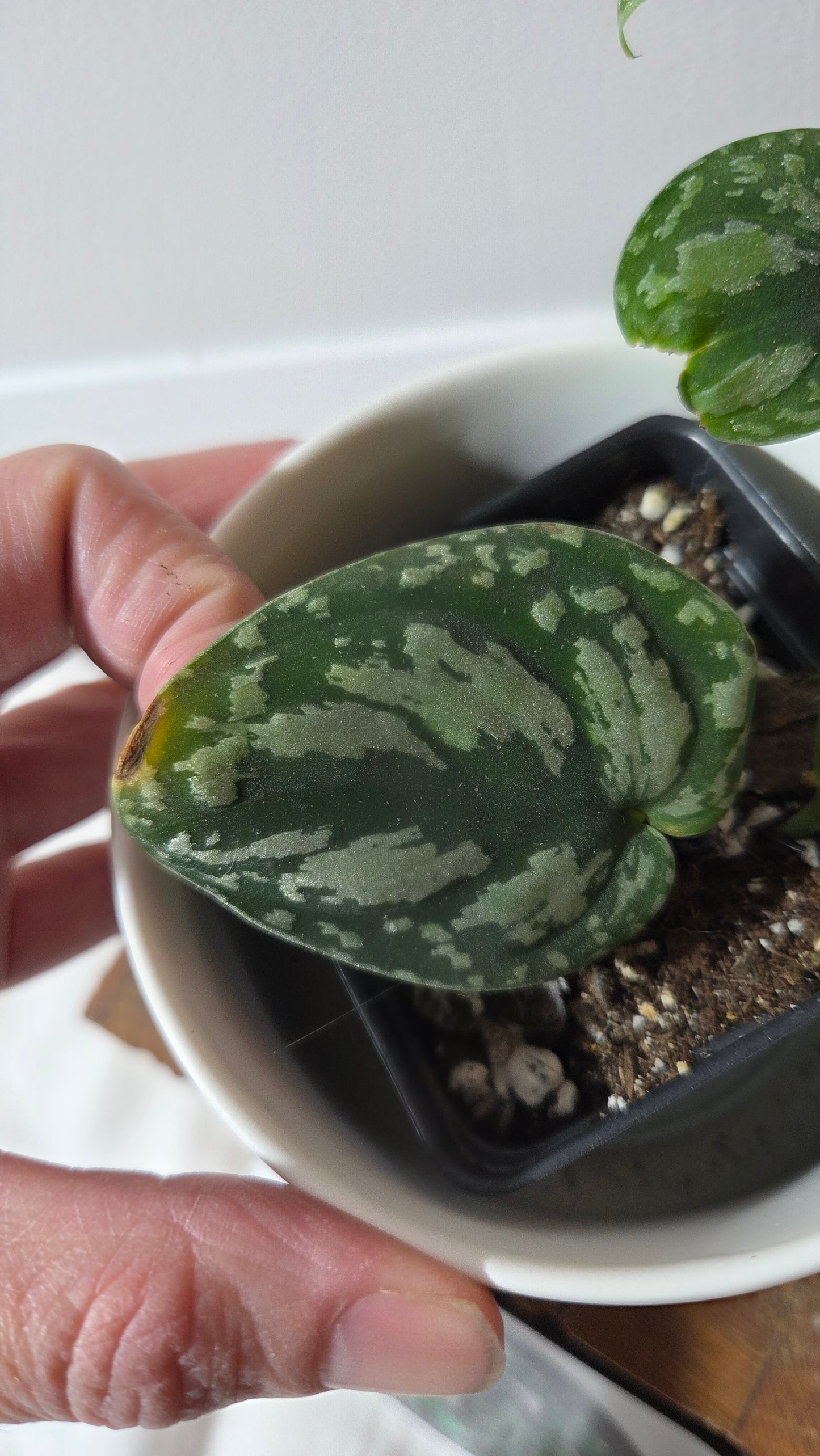 Scindapsus Tricolor Dark Form (SCI-1358)