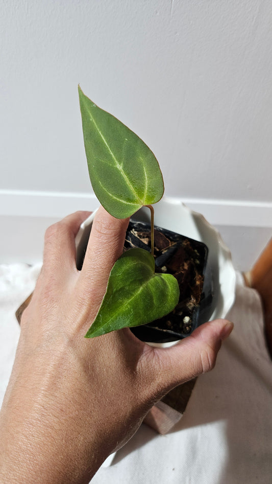 Anthurium  Papillilaminum Hybrid "format PETIT" (ANT-509)