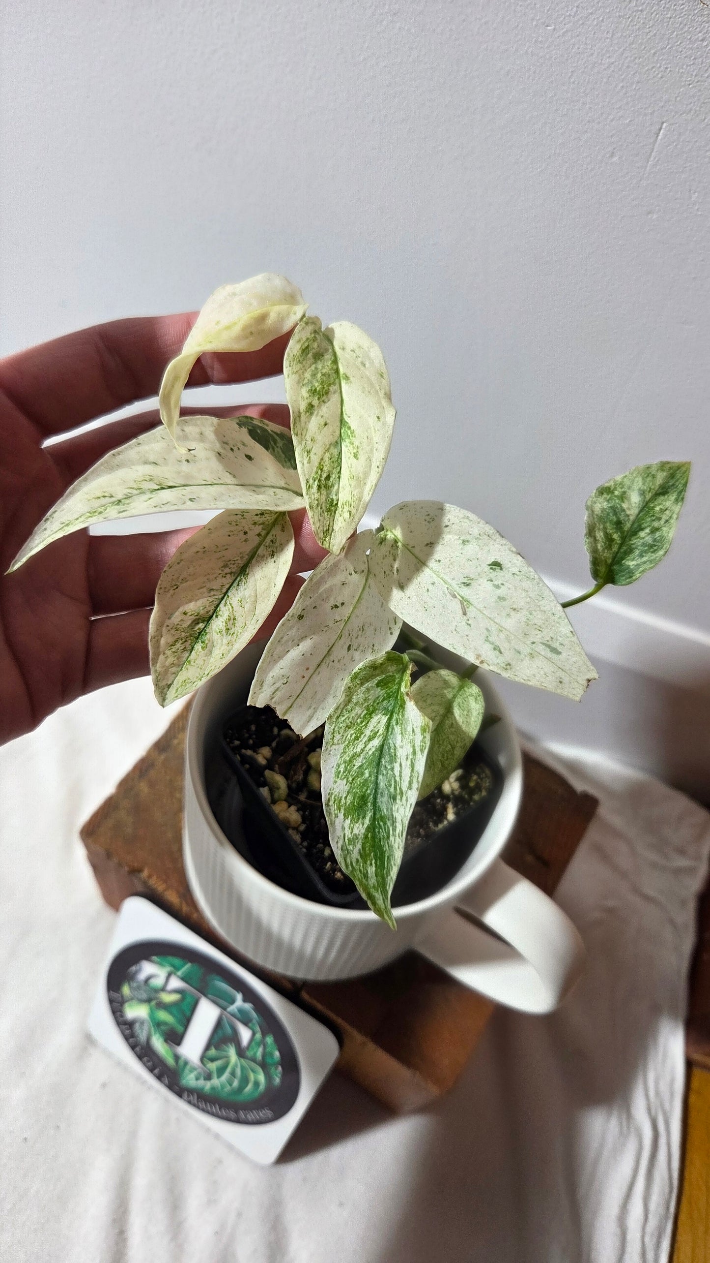 Monstera Laniata Mint (MON-340)