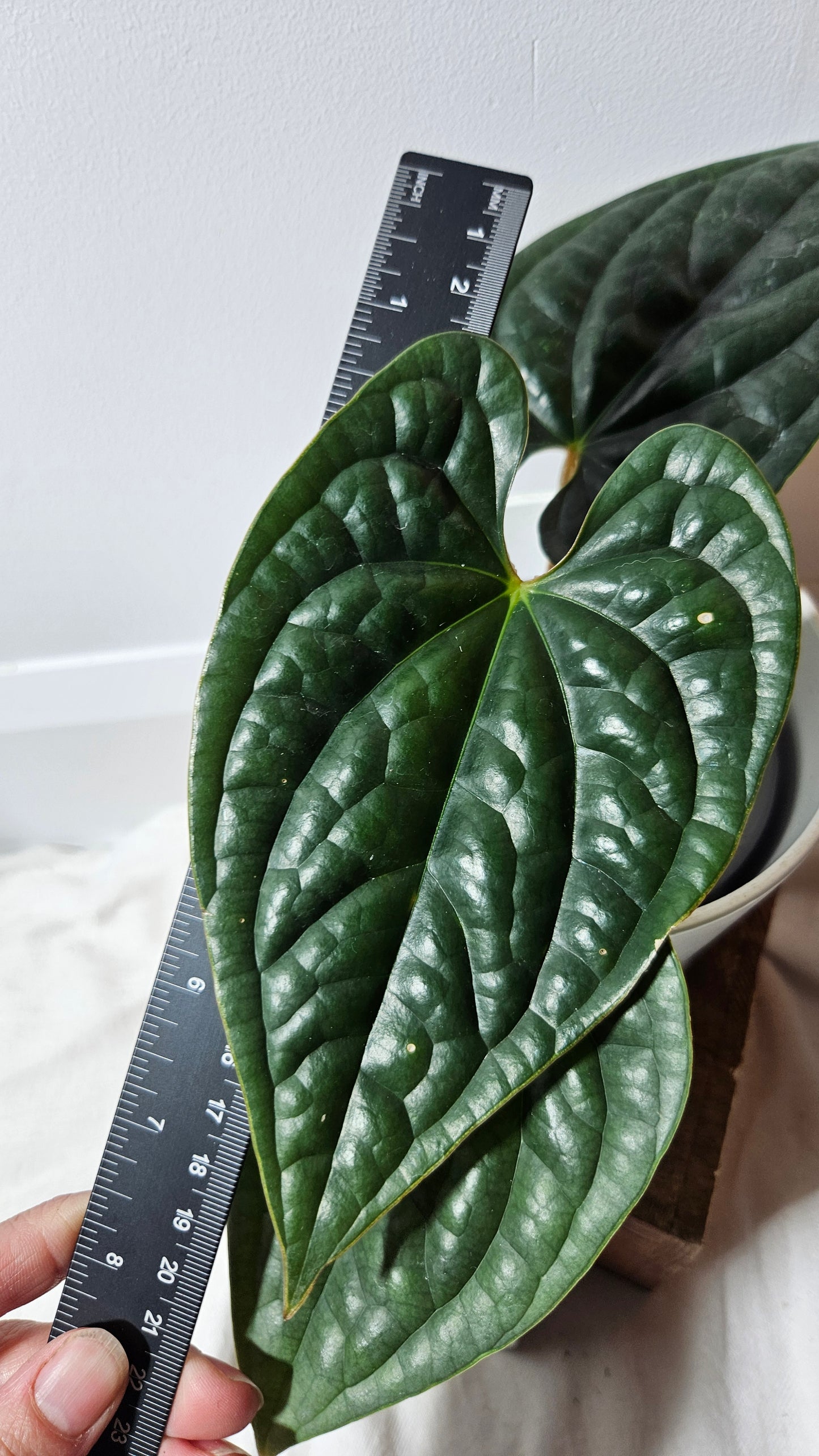 Anthurium Luxurians Tamarindo "format MOYEN" (ANT-218)