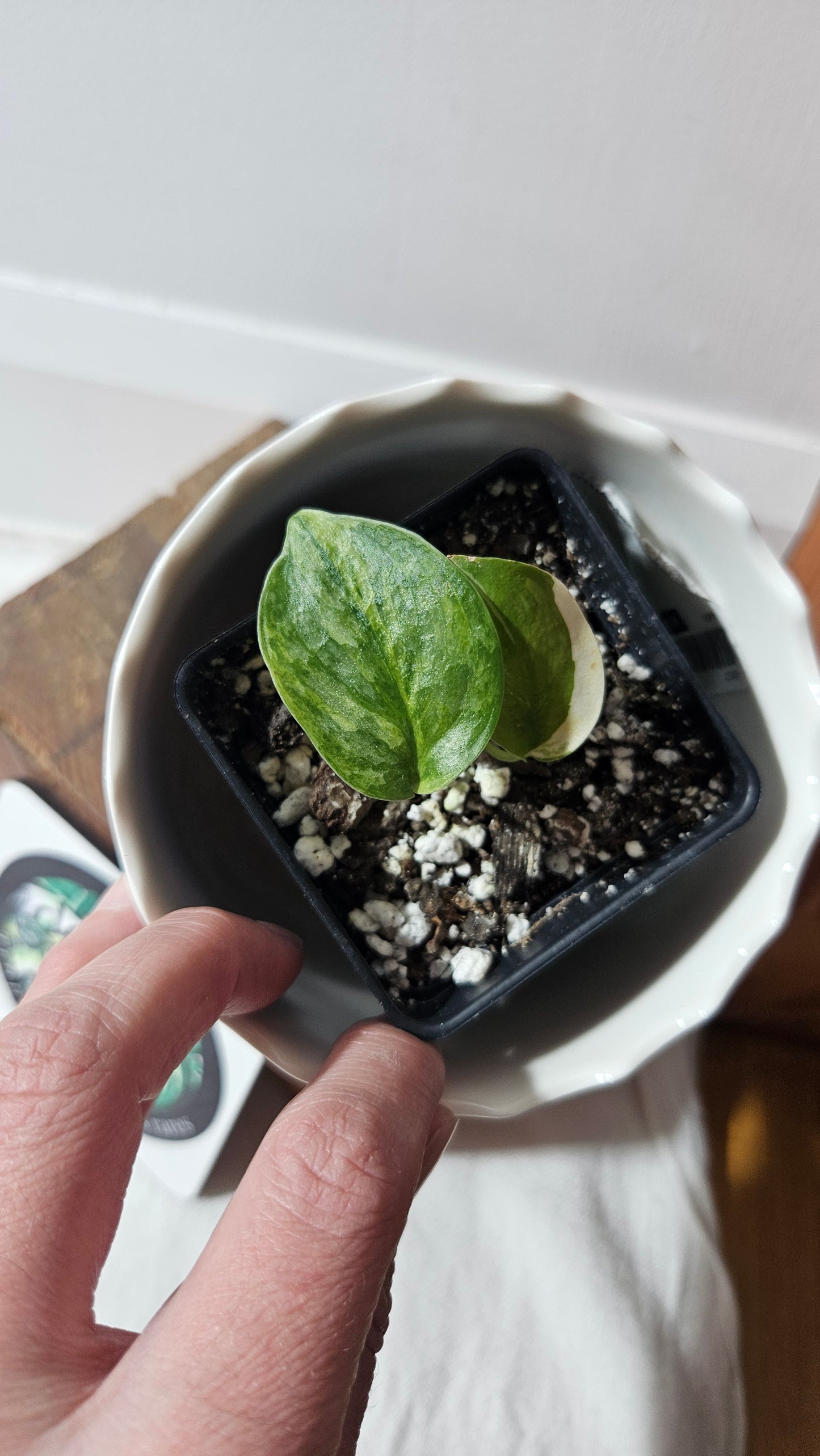 Scindapsus Geulis (SCI-795)