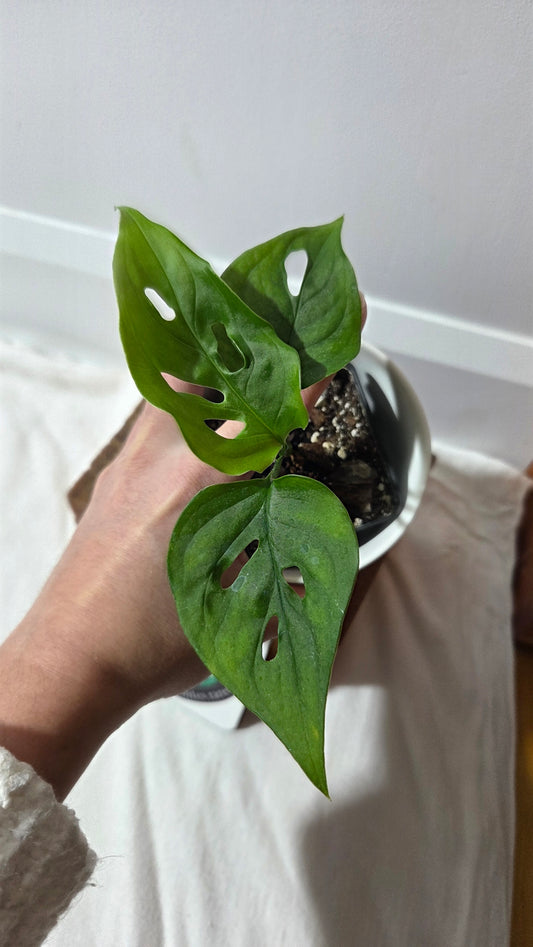 Monstera Obliqua Aff Cuyabeno (MON-320)
