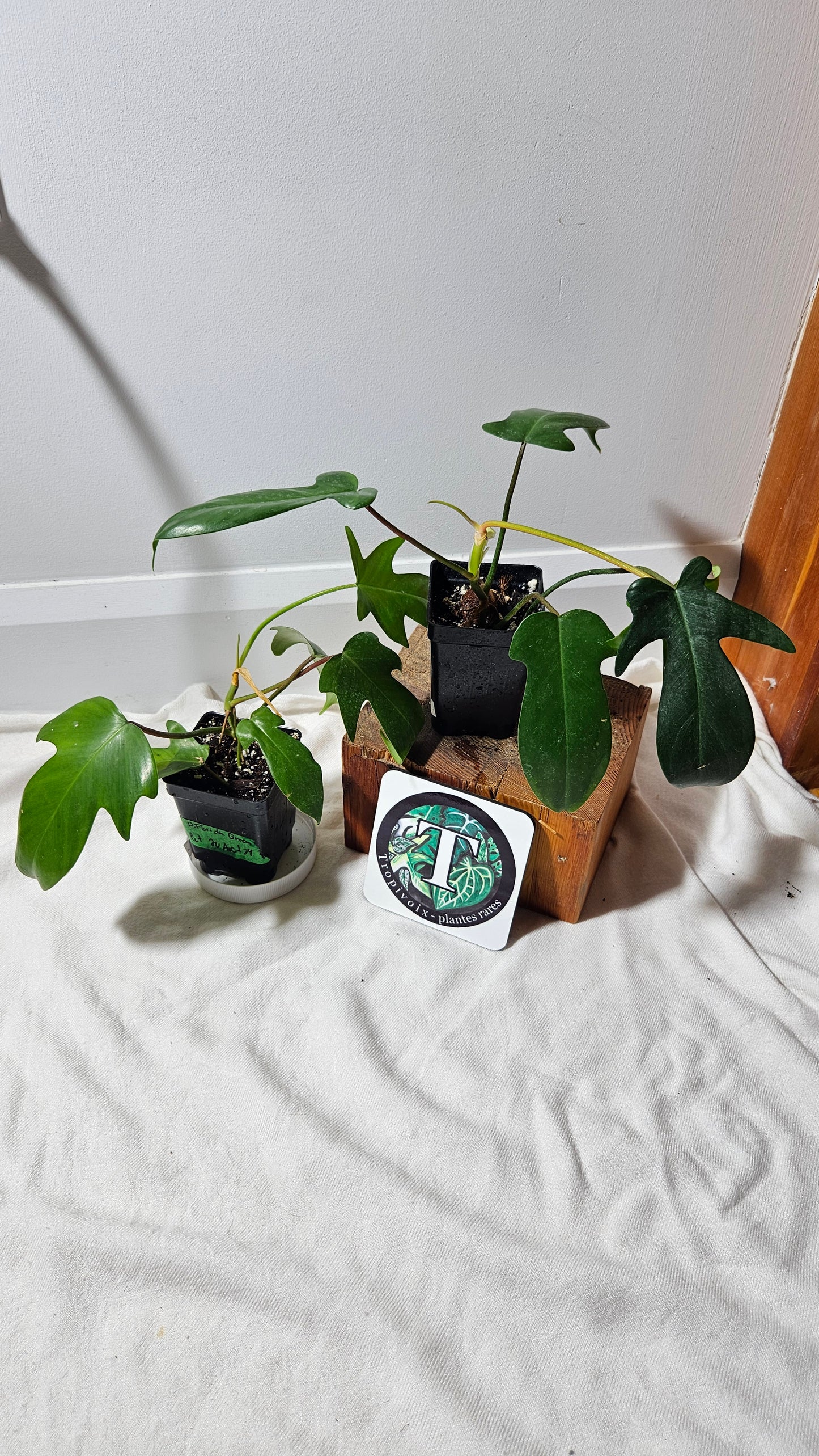 "FREEBIE 211, 212" (avec achat de 40$ avant taxes) Philodendron Florida Green                                       1 FREEBIE /PERSONNE