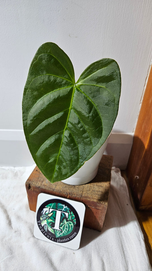Anthurium Moira Velvet "format MOYEN" (ANT-568)