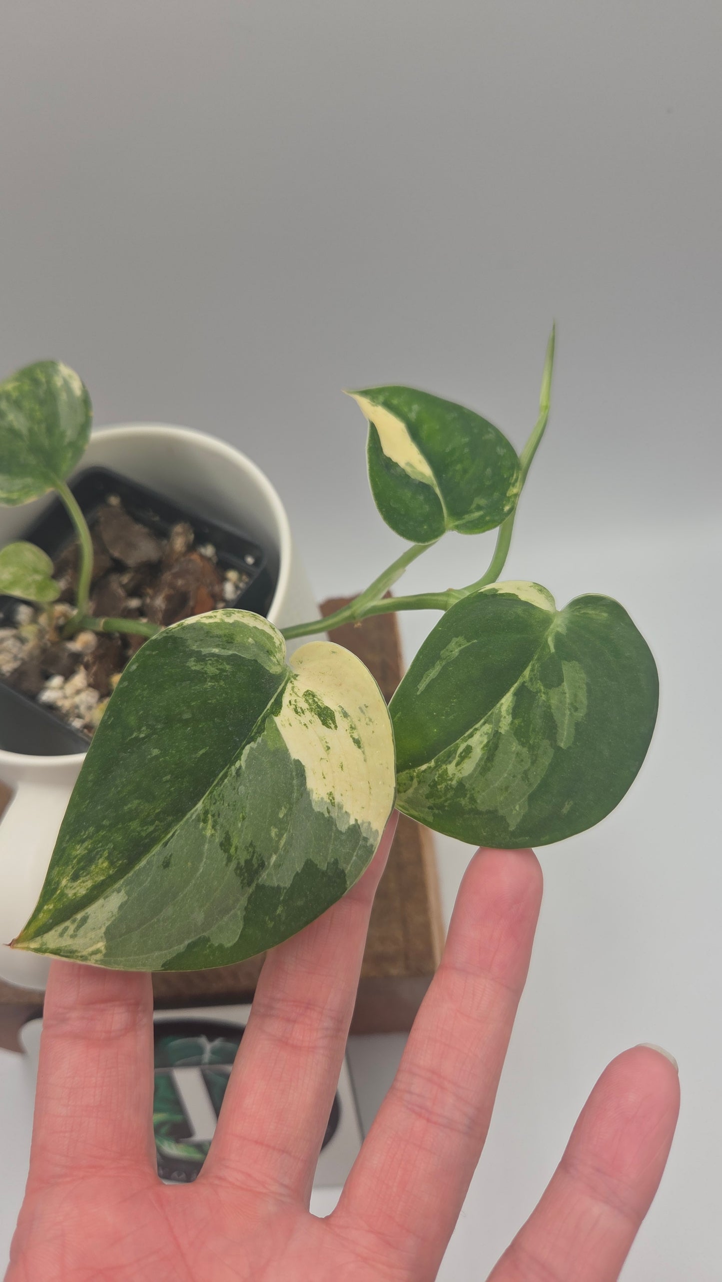 Scindapsus Mangurai (SCI-1467)
