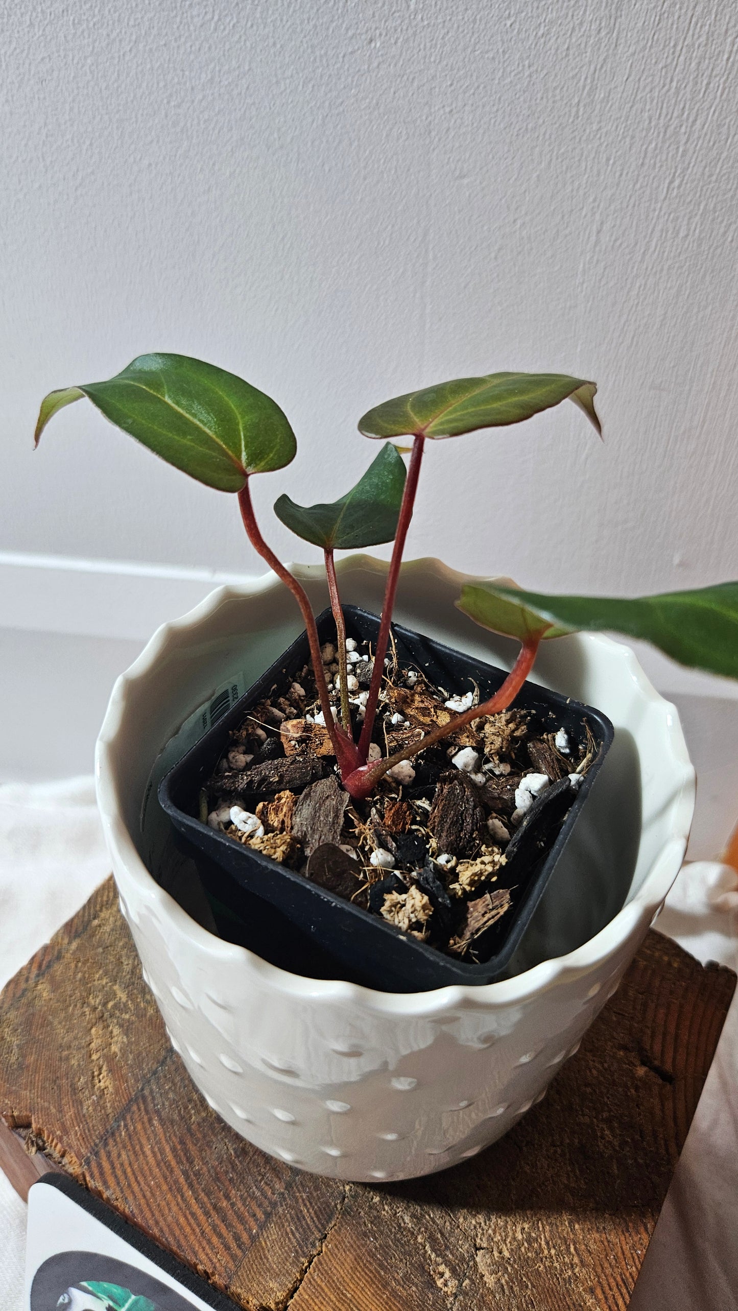 Anthurium Papillilaminum Red Stem  "format PETIT" (ANT-594)