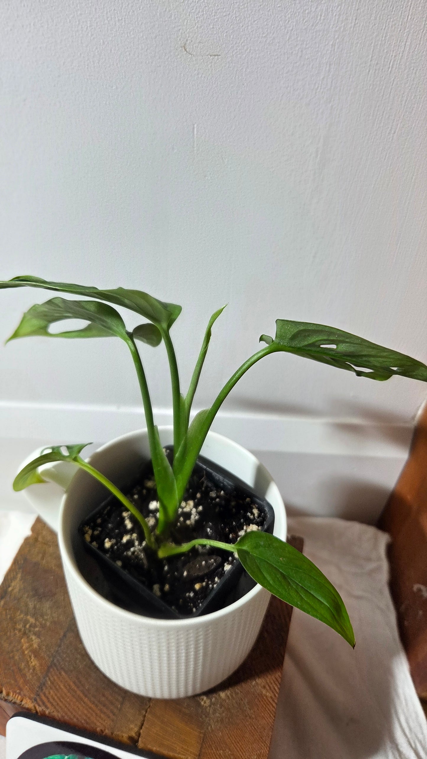 Monstera Obliqua Aff Cuyabeno (MON-300)