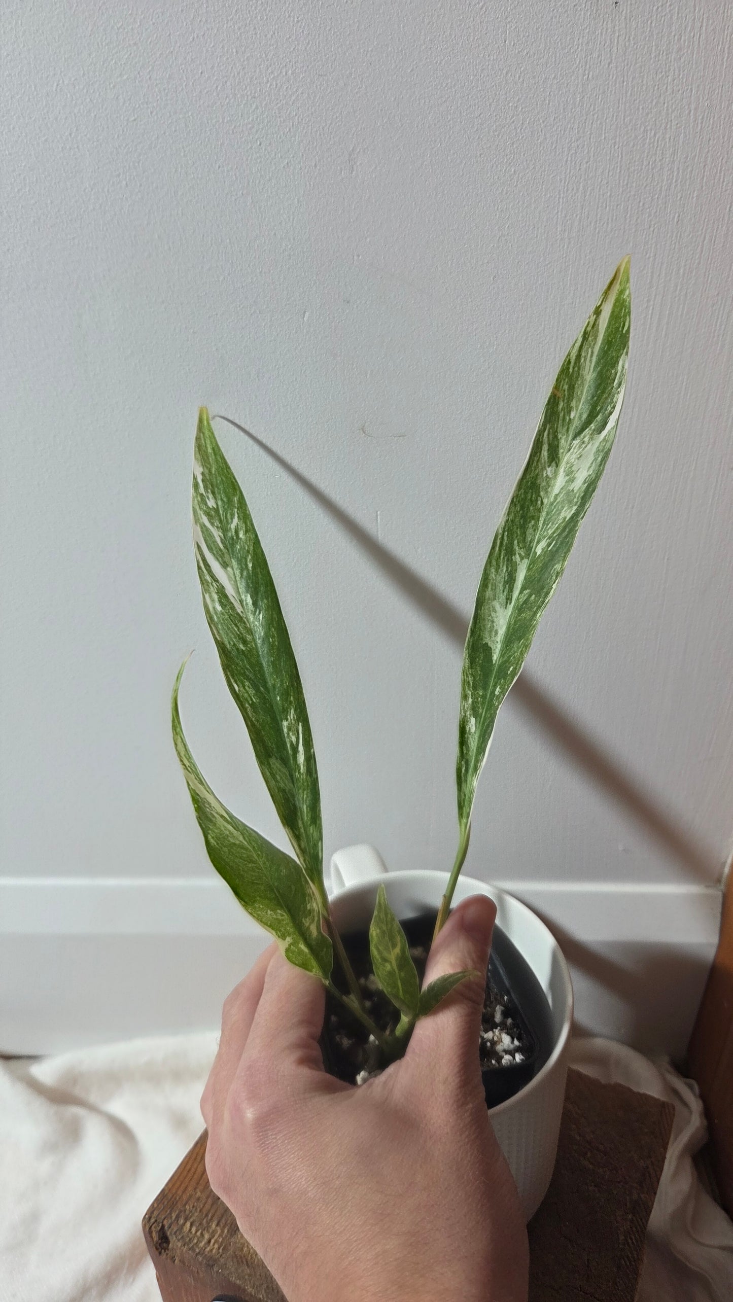 Rhaphidophora Megasperma Variegata (AUT-086)